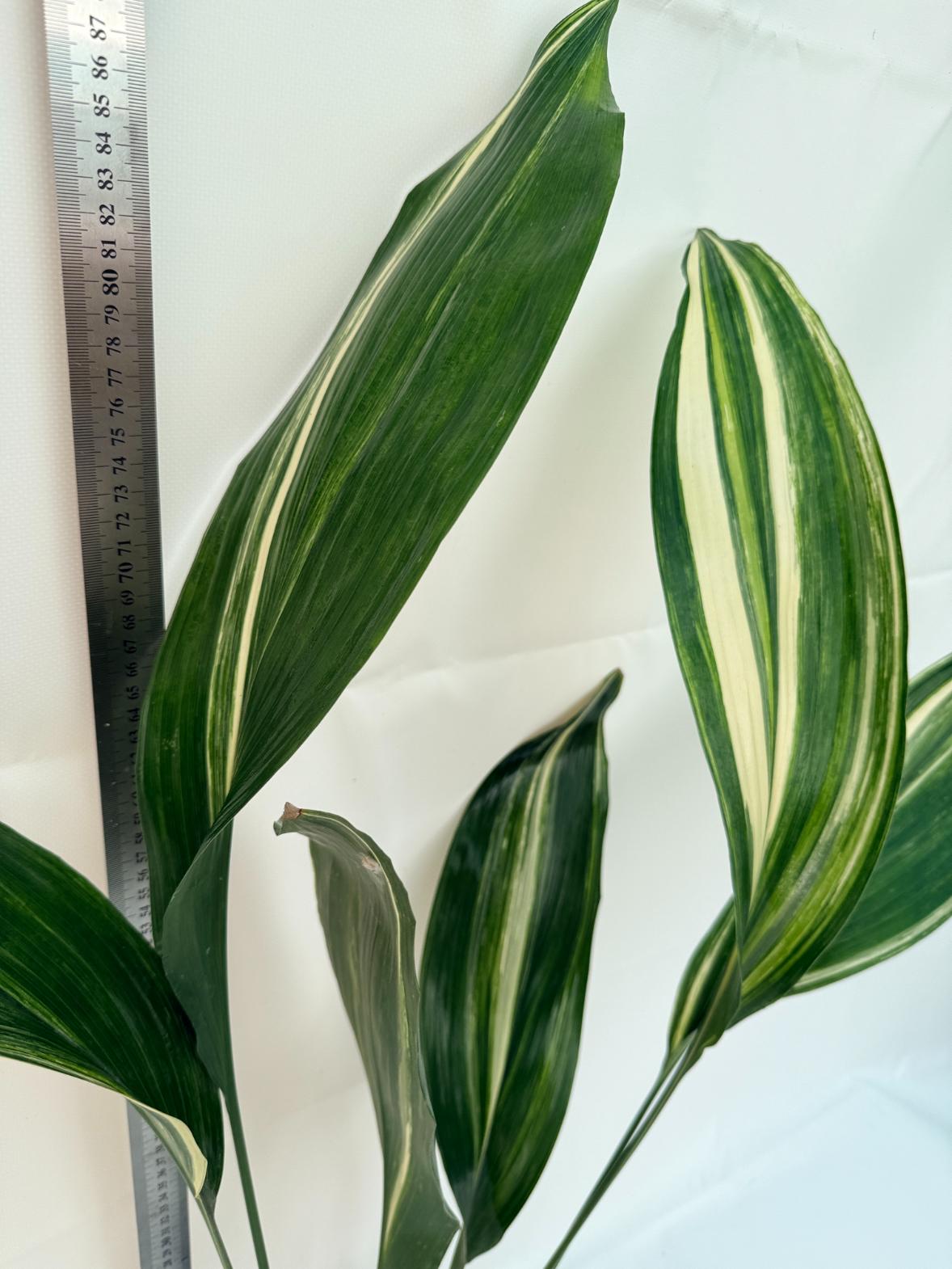 Aspidistra Elatior Variegata 3