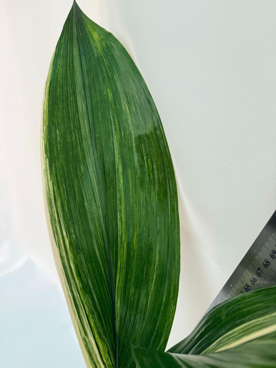 Aspidistra Elatior Variegata 7
