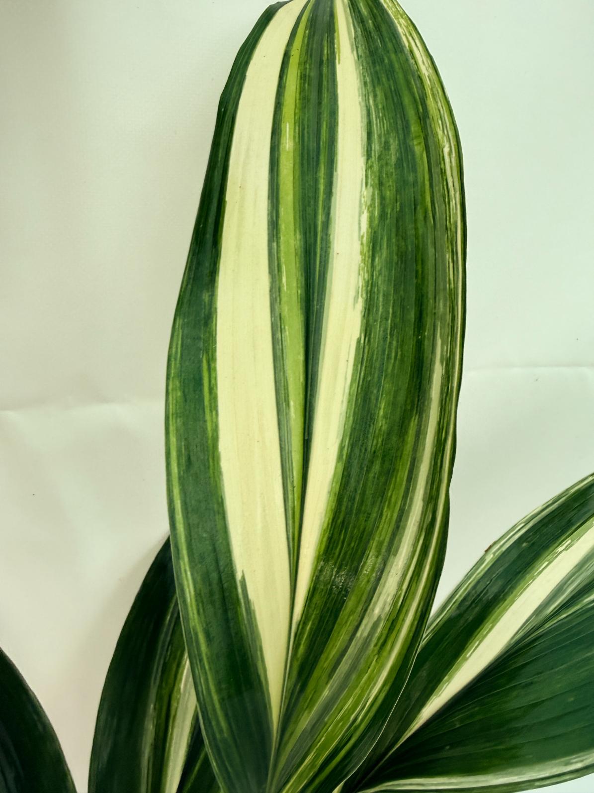 Aspidistra Elatior Variegata 4