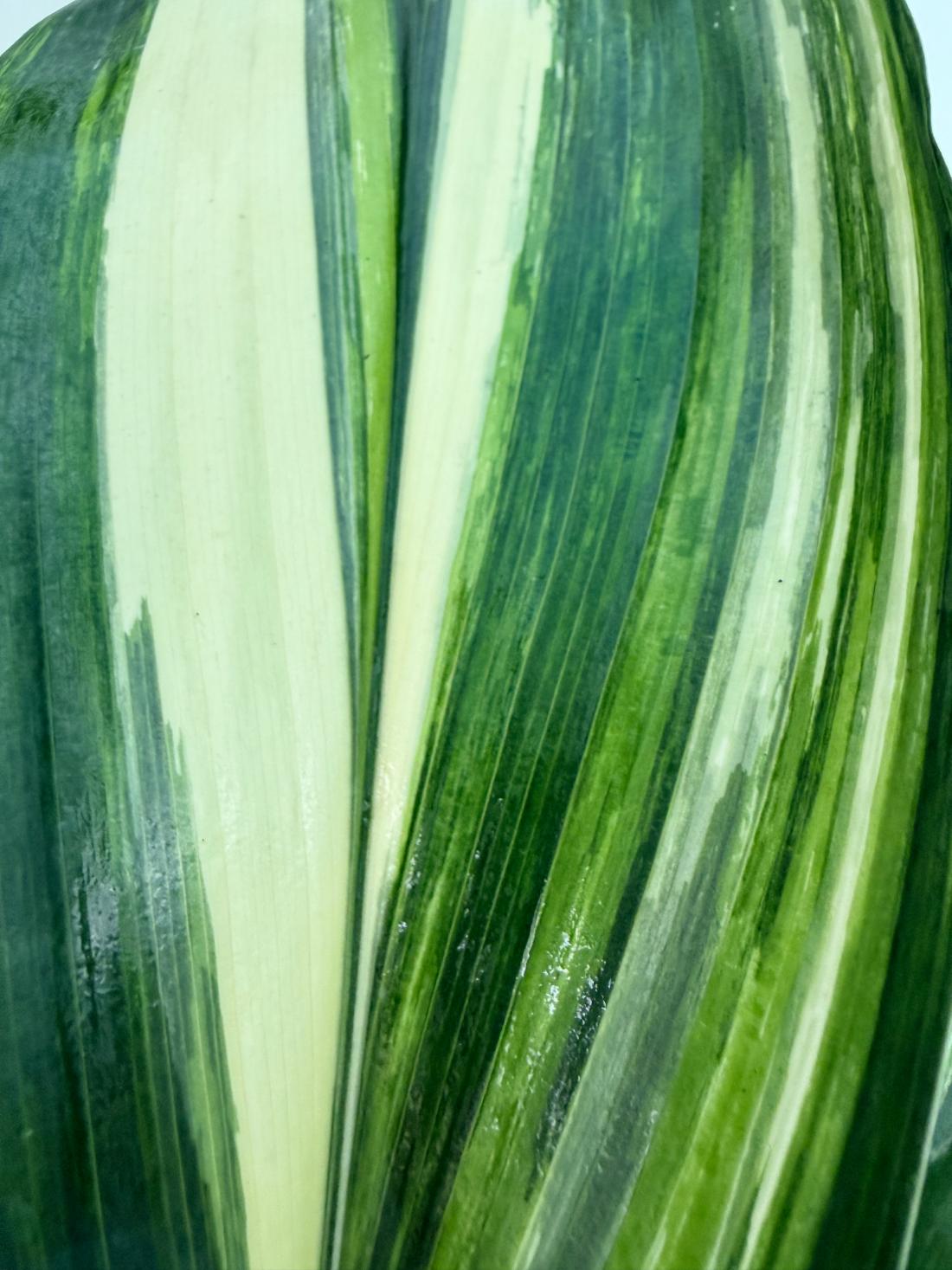 Aspidistra Elatior Variegata 11