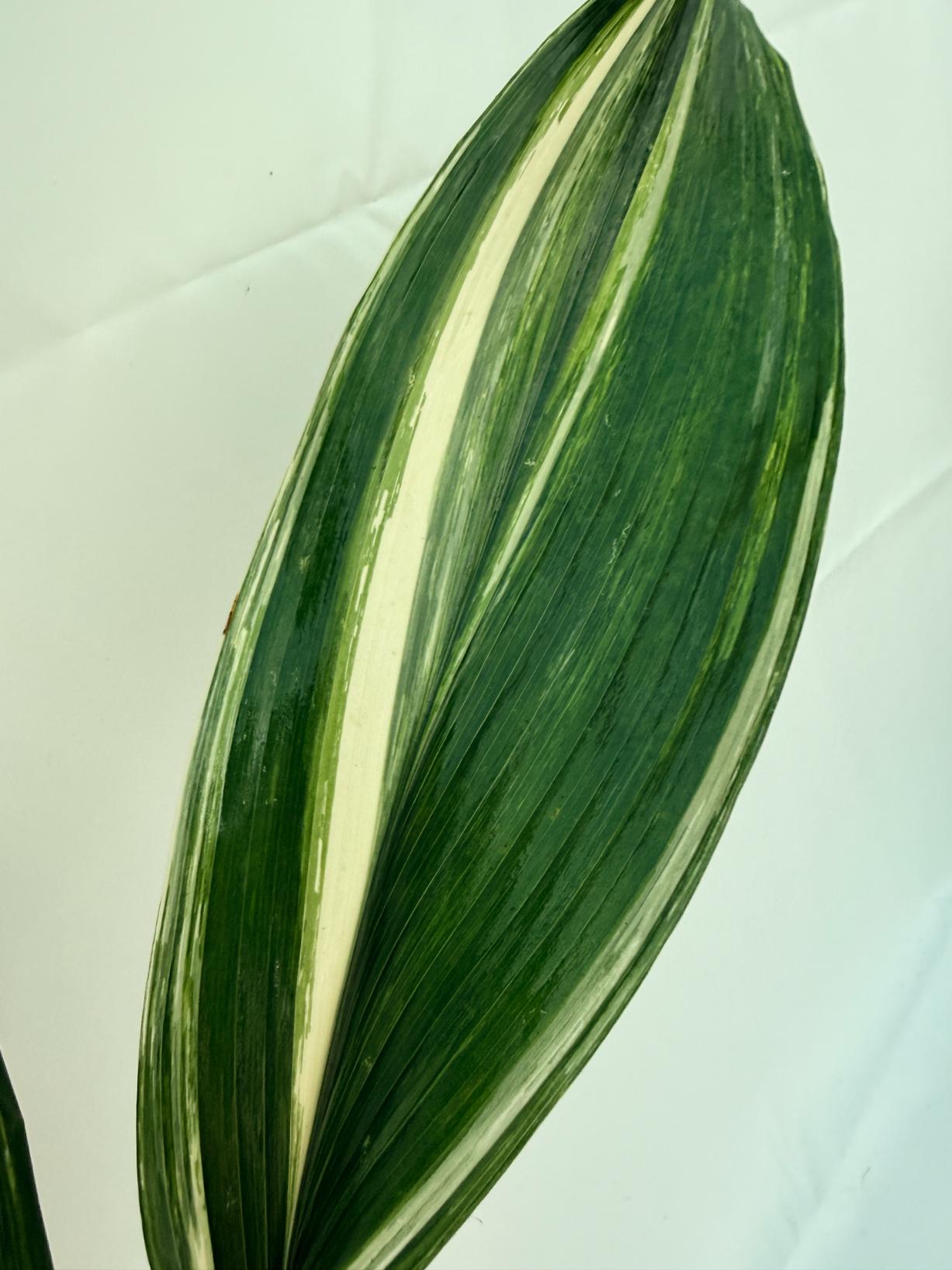 Aspidistra Elatior Variegata 8