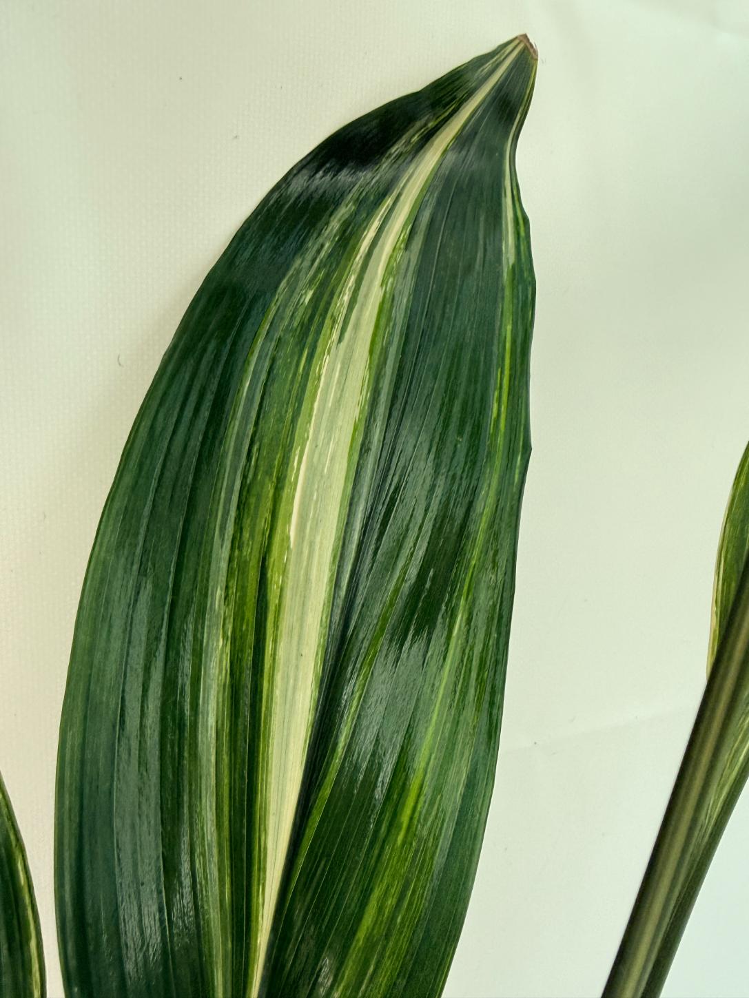 Aspidistra Elatior Variegata 6