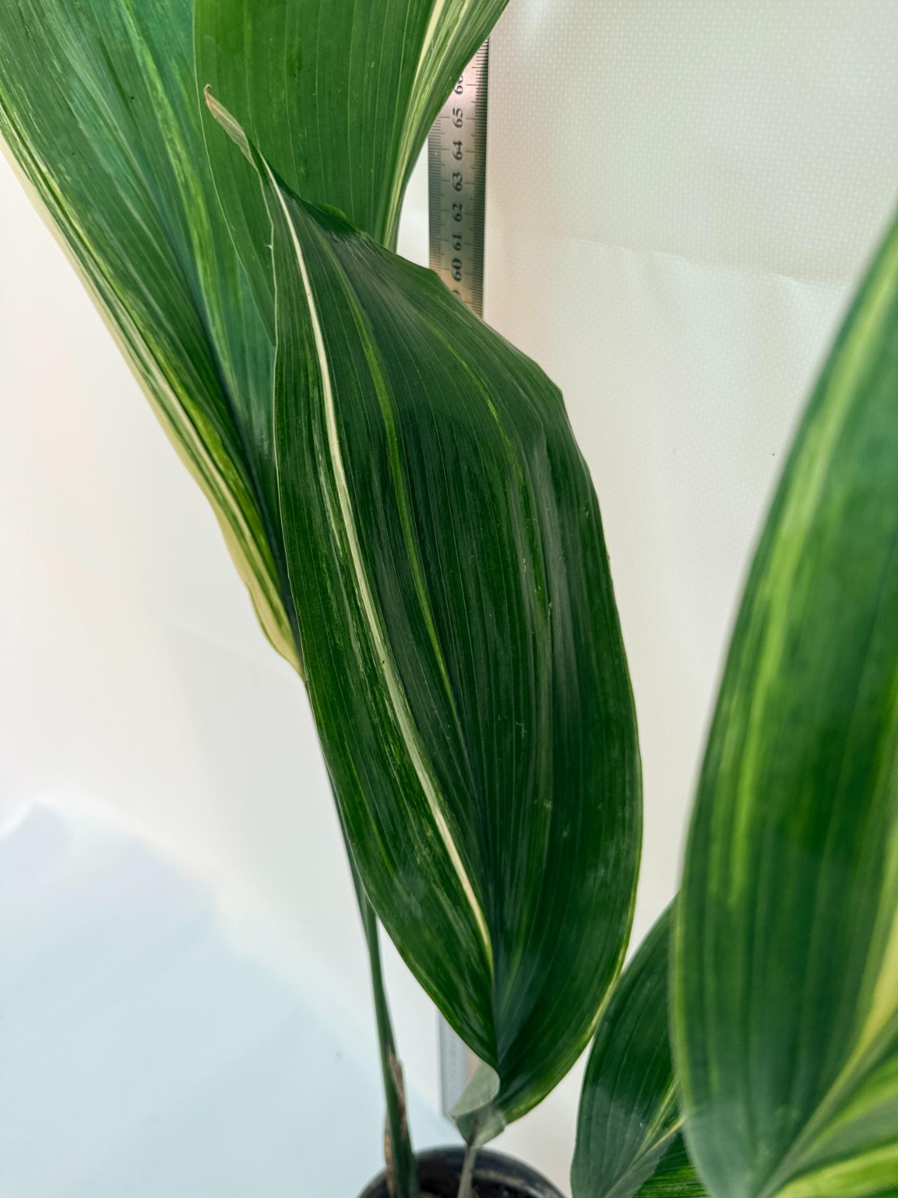 Aspidistra Elatior Variegata 12