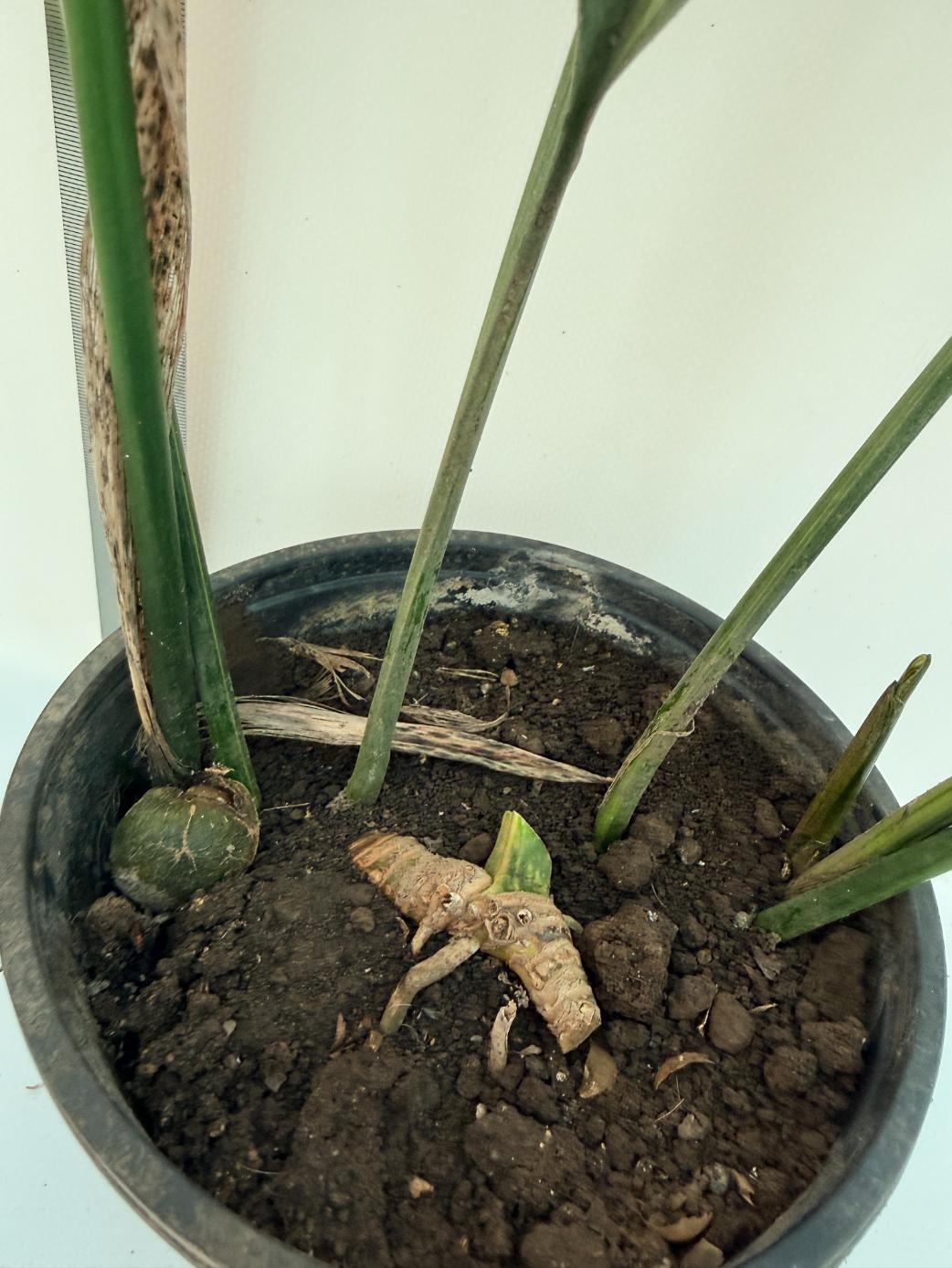 Aspidistra Elatior Variegata 13
