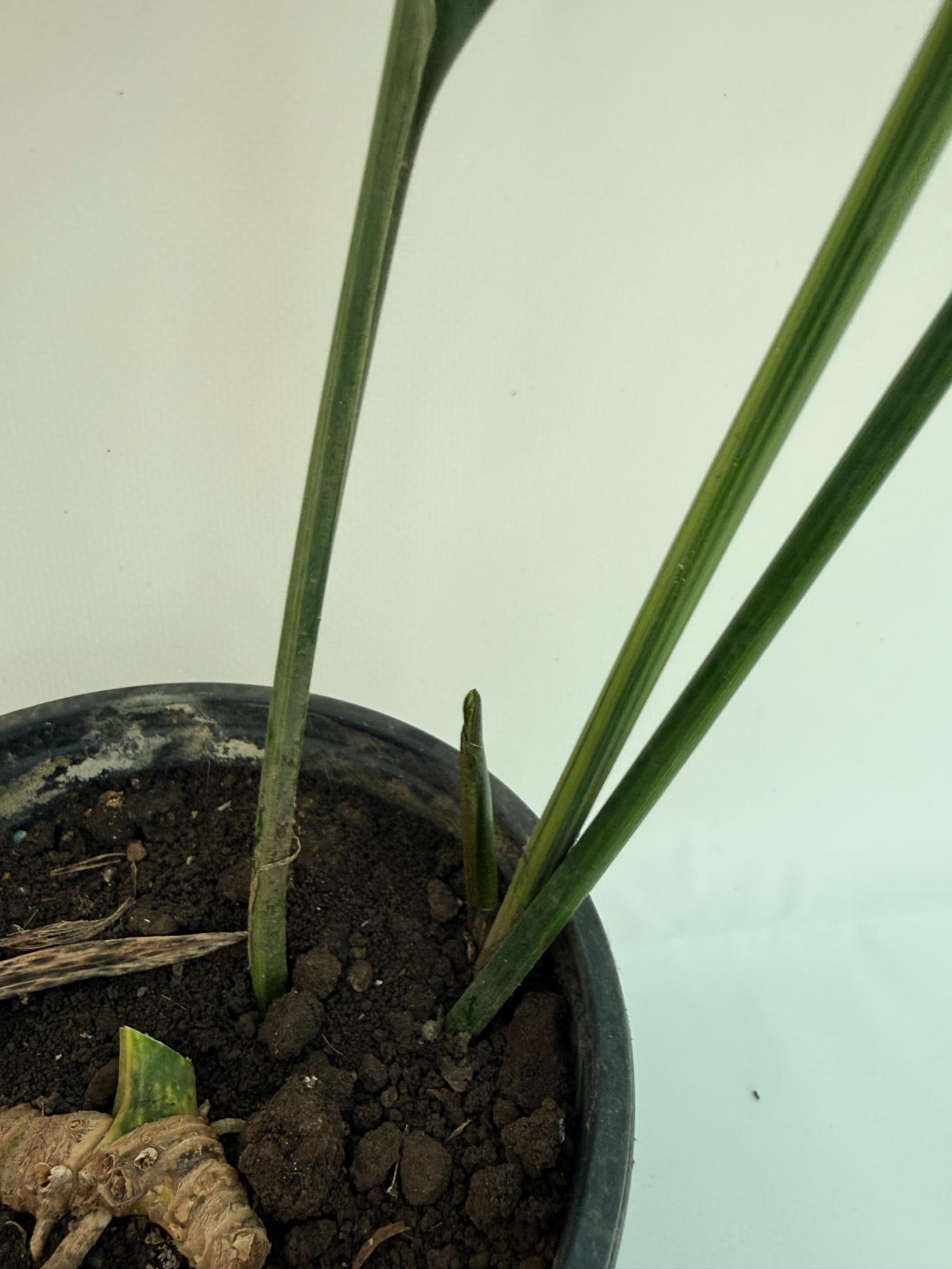 Aspidistra Elatior Variegata 9