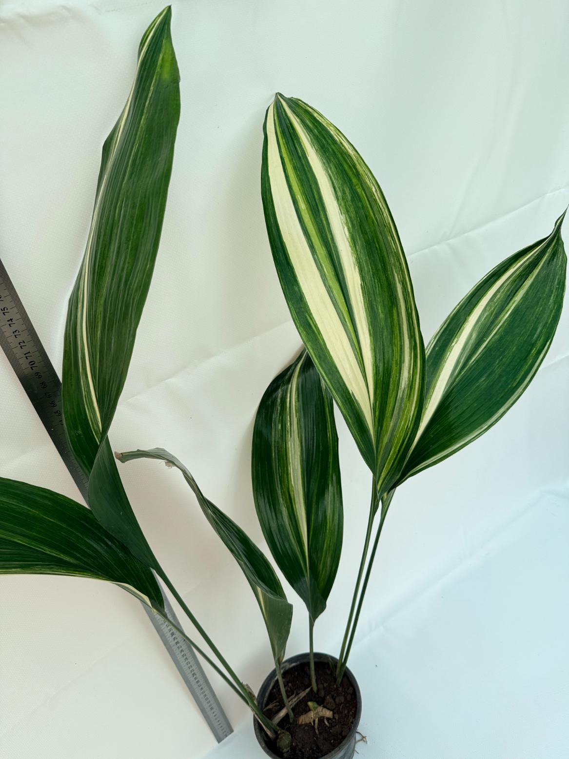 Aspidistra Elatior Variegata 10