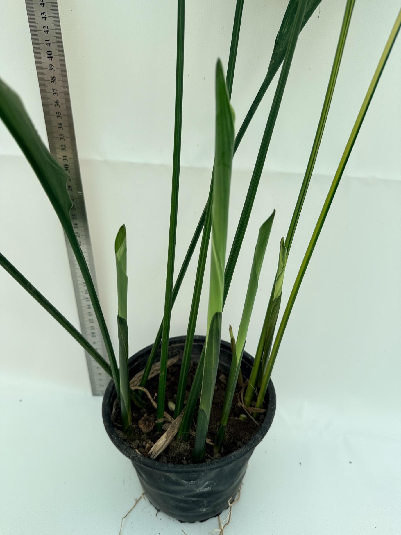 Aspidistra Elatior Variegata 12