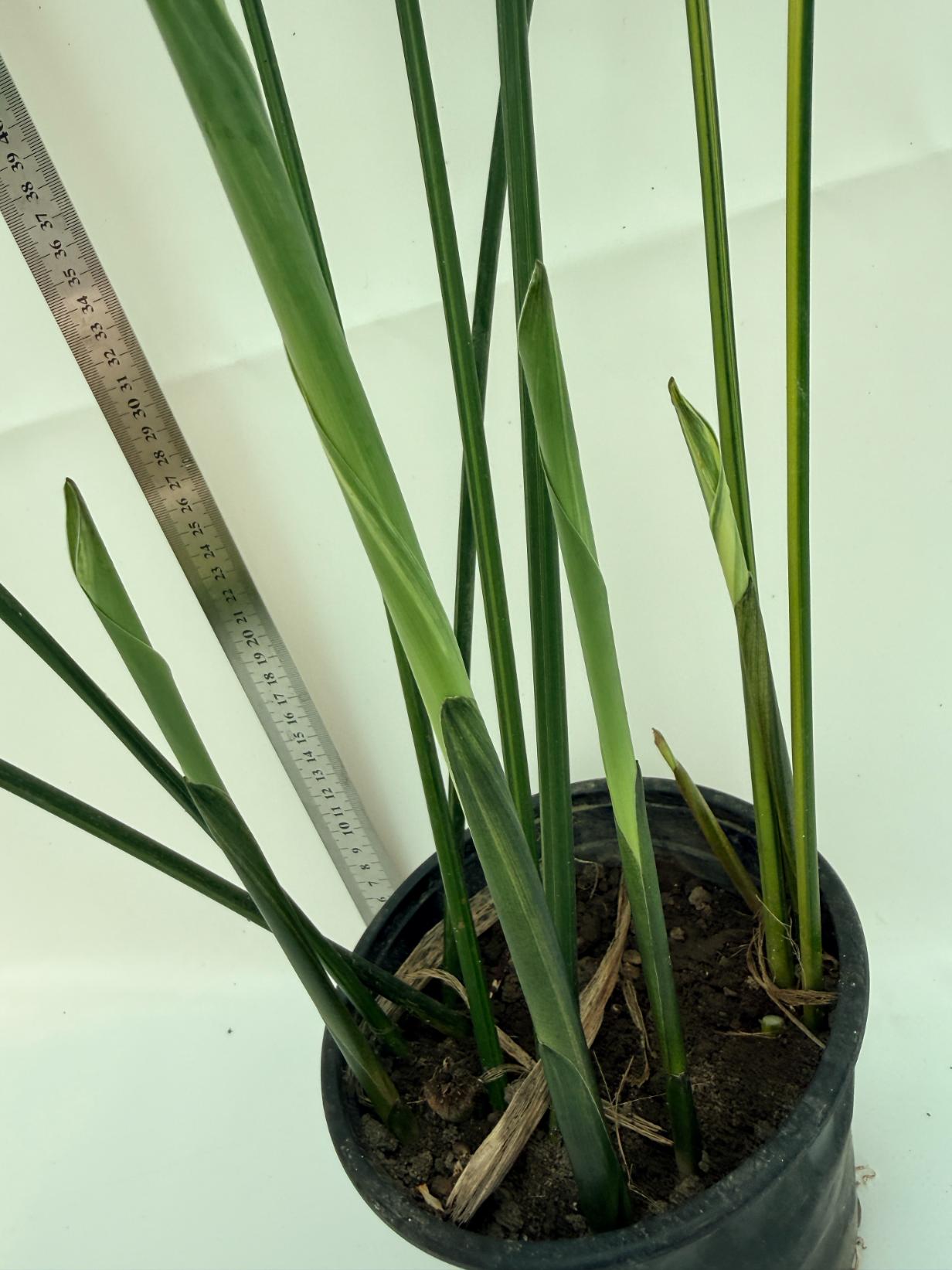 Aspidistra Elatior Variegata 4