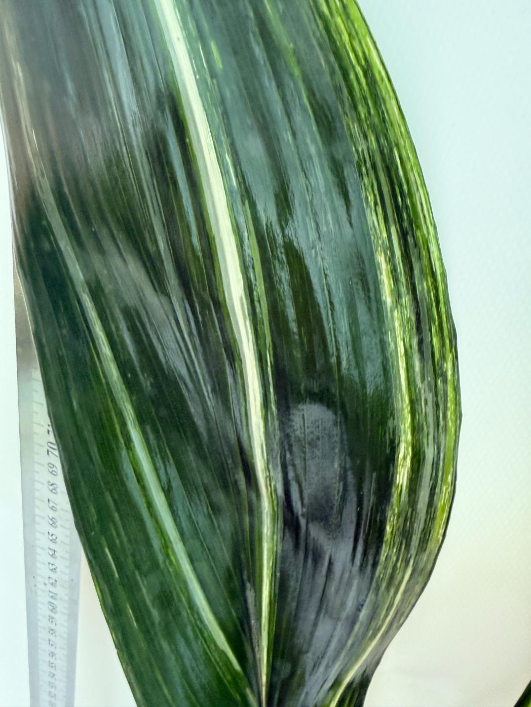 Aspidistra Elatior Variegata 5