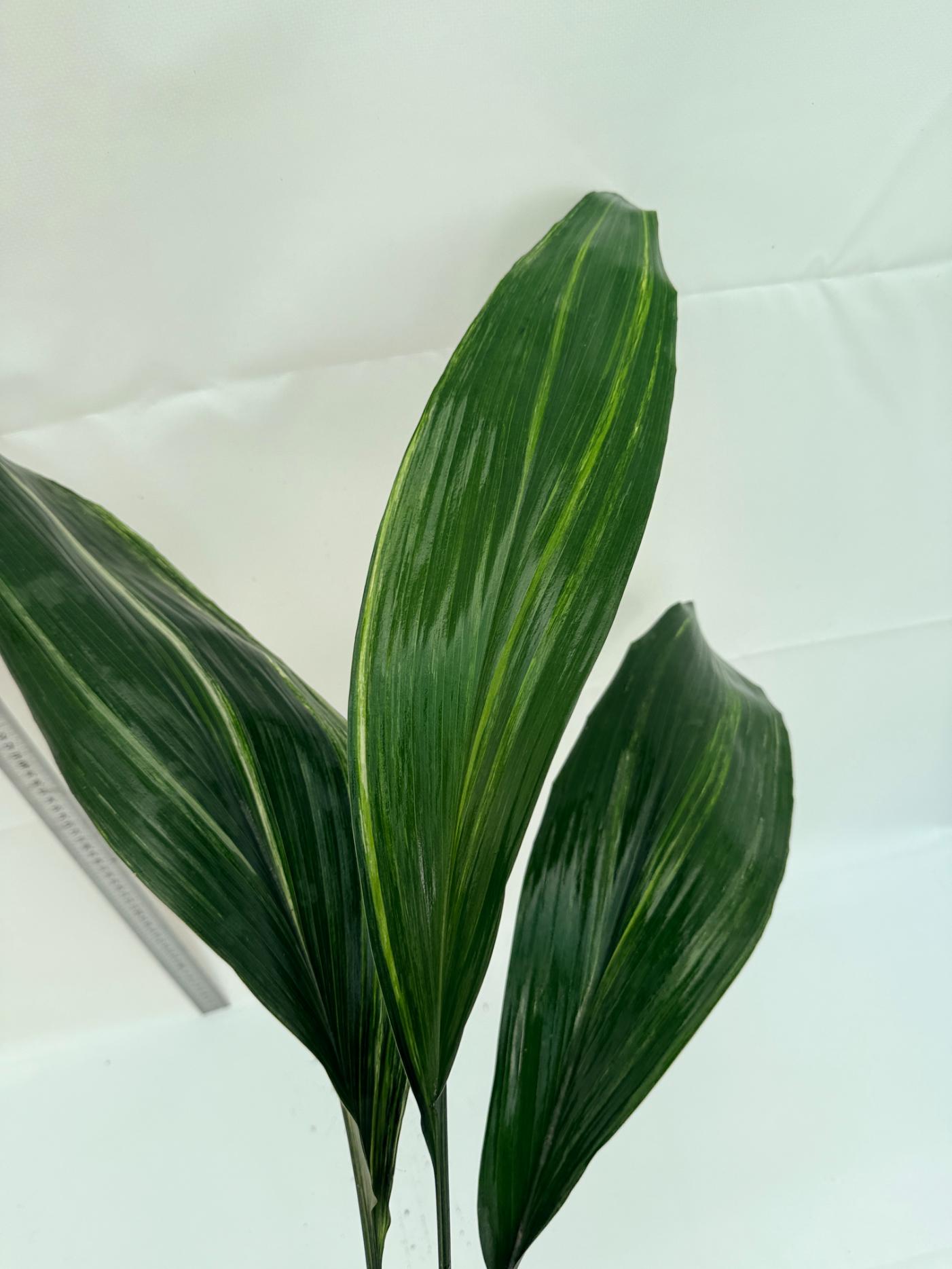 Aspidistra Elatior Variegata 6