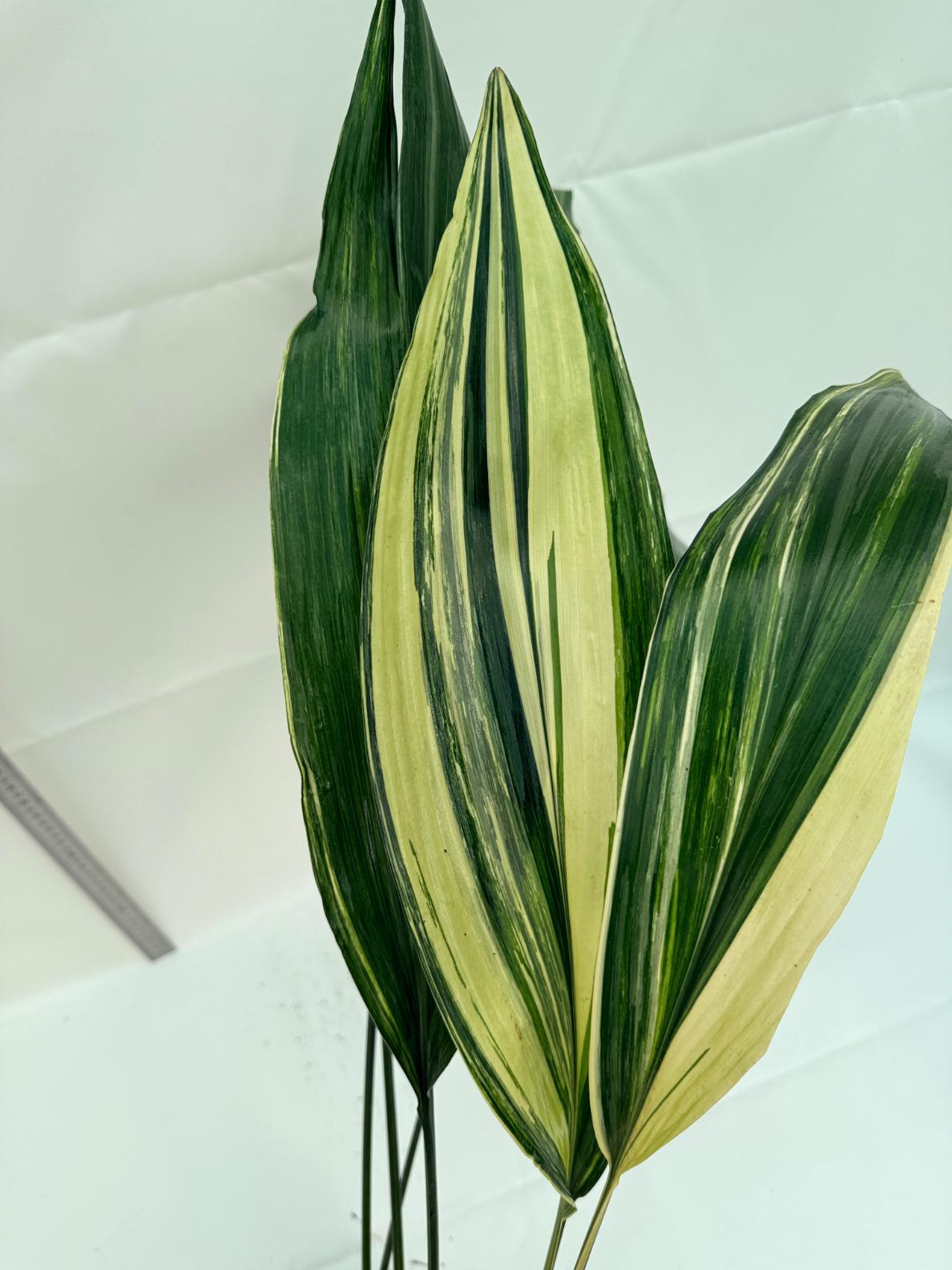 Aspidistra Elatior Variegata 7