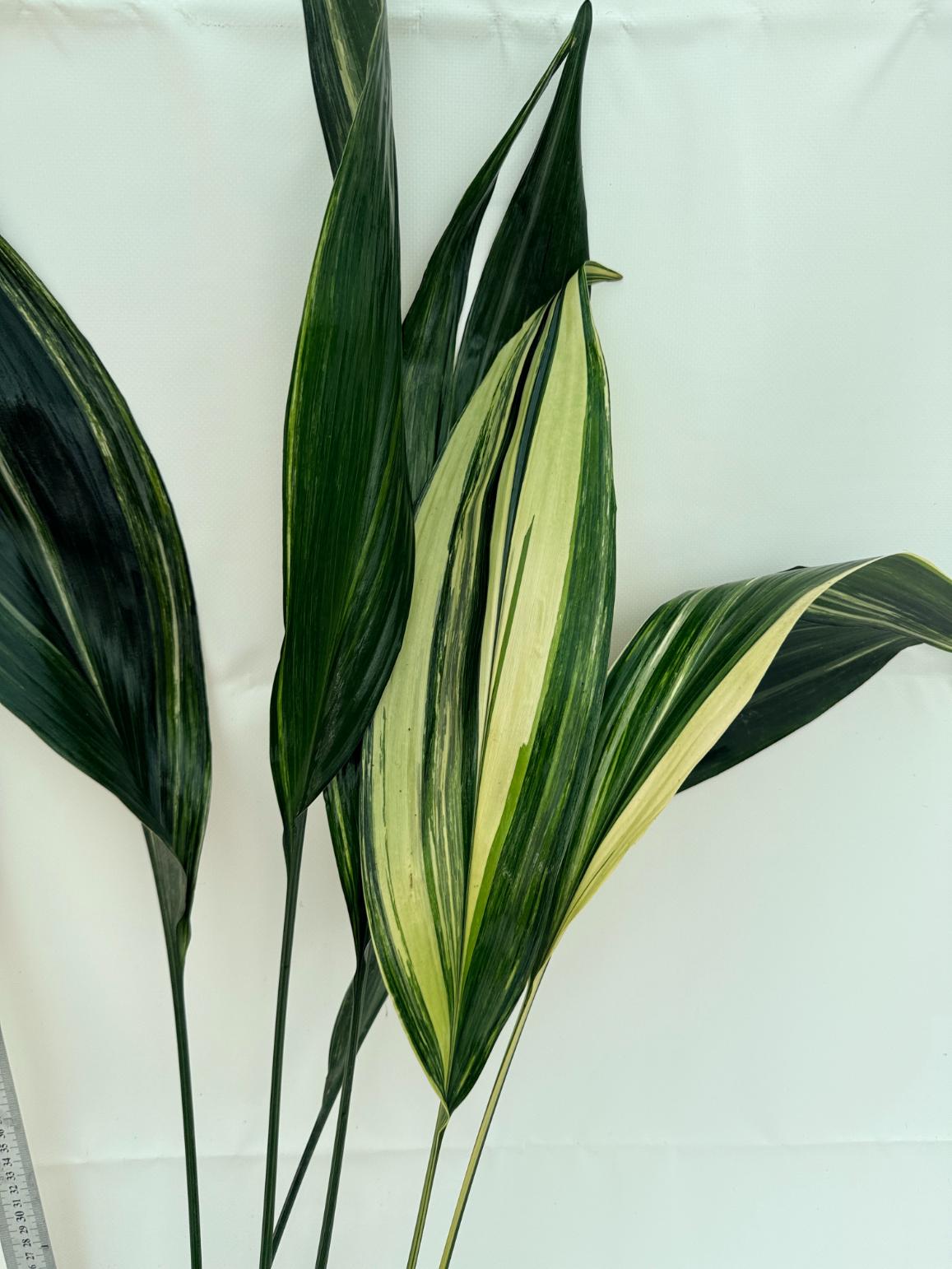Aspidistra Elatior Variegata 3