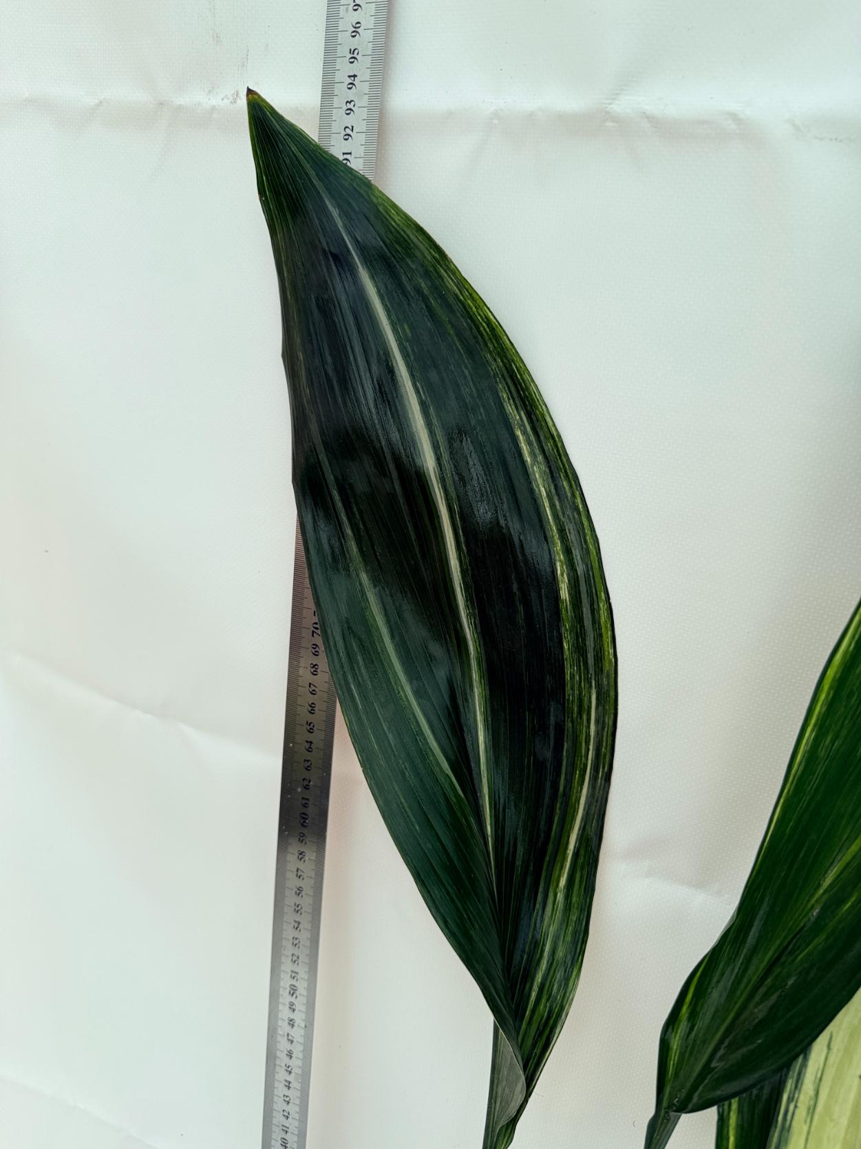 Aspidistra Elatior Variegata 8