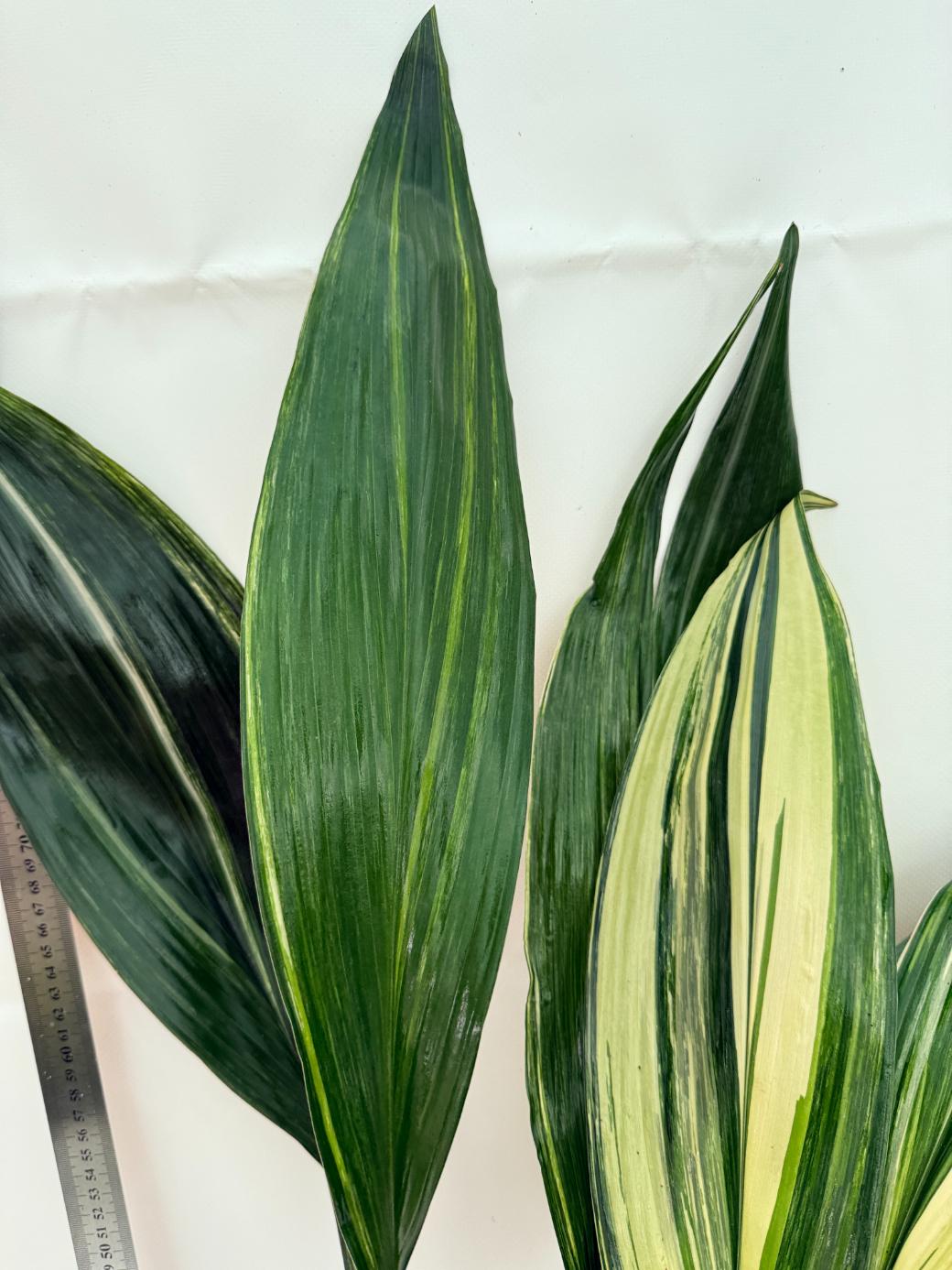 Aspidistra Elatior Variegata 9