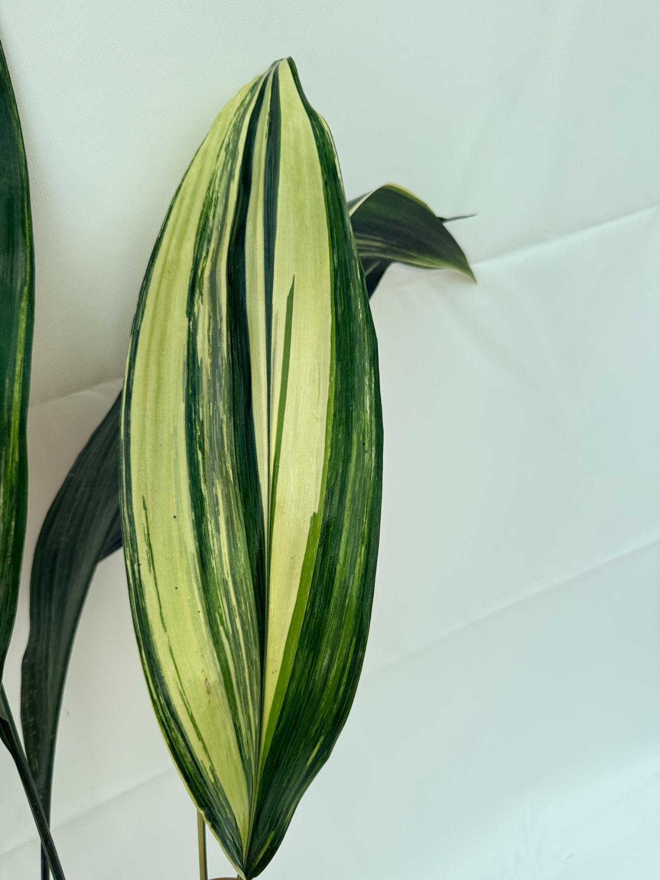Aspidistra Elatior Variegata 10