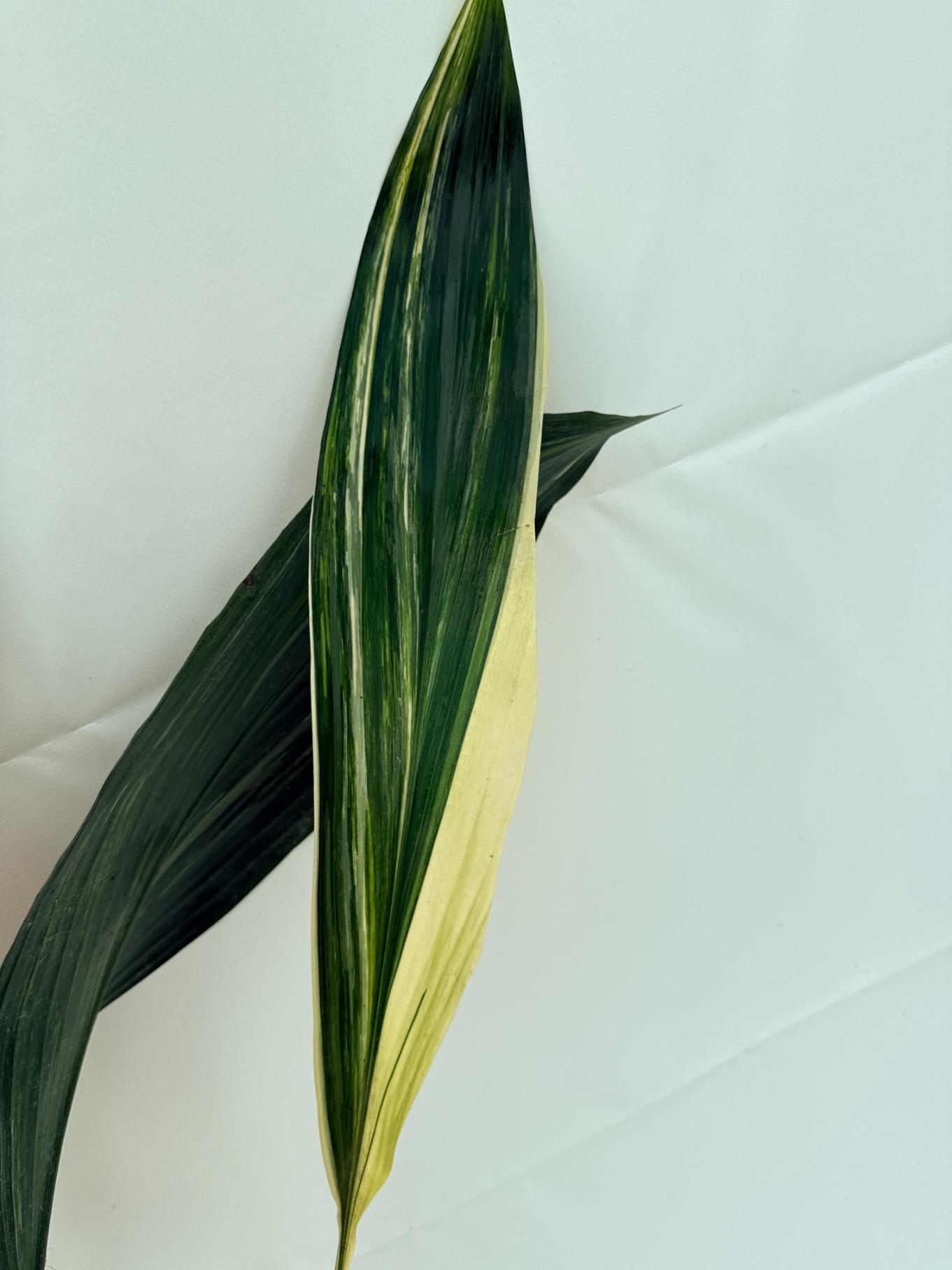 Aspidistra Elatior Variegata 11