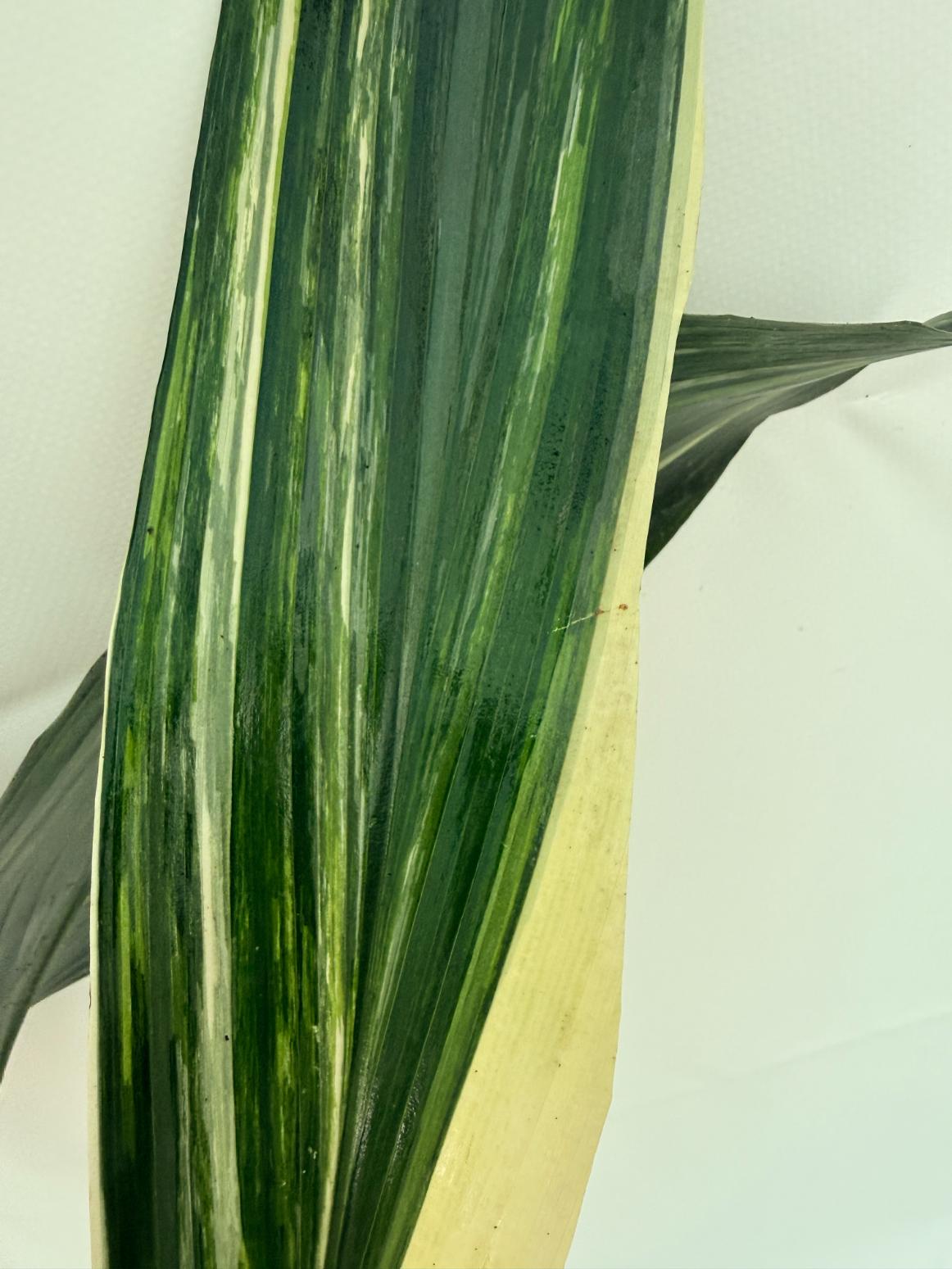 Aspidistra Elatior Variegata 13