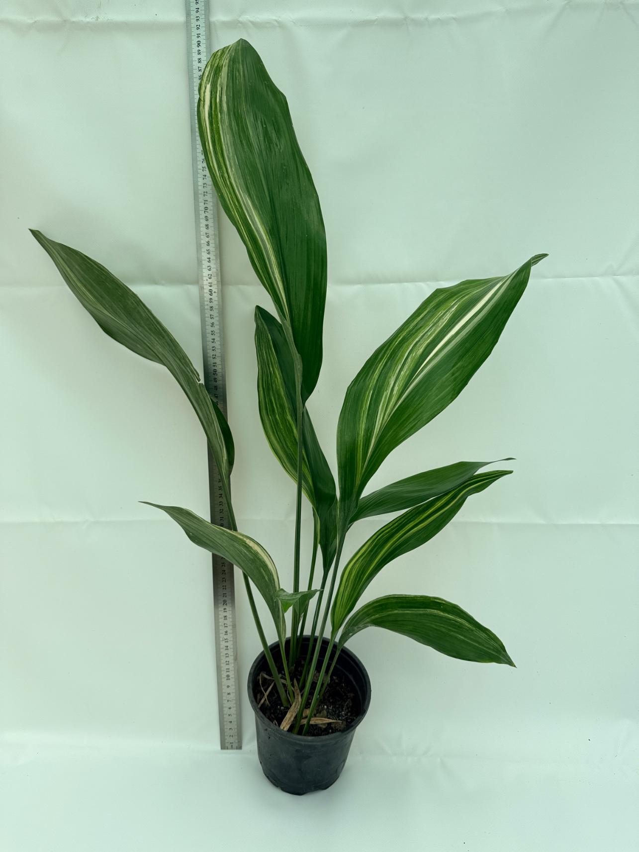 Aspidistra elatior variegata 3