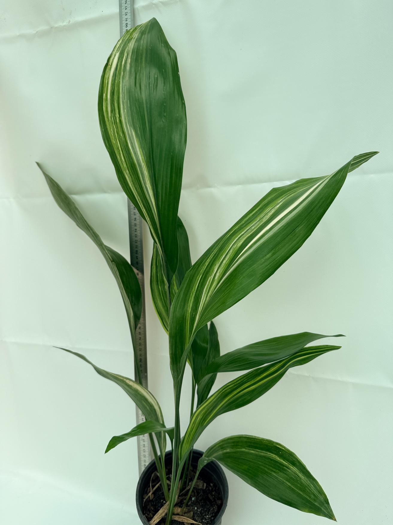 Aspidistra elatior variegata 1