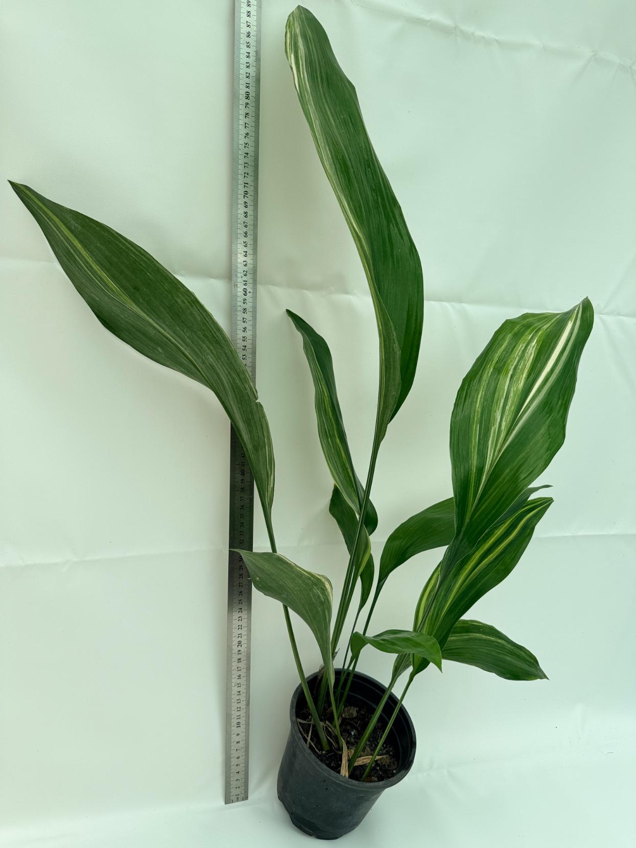 Aspidistra elatior variegata 9