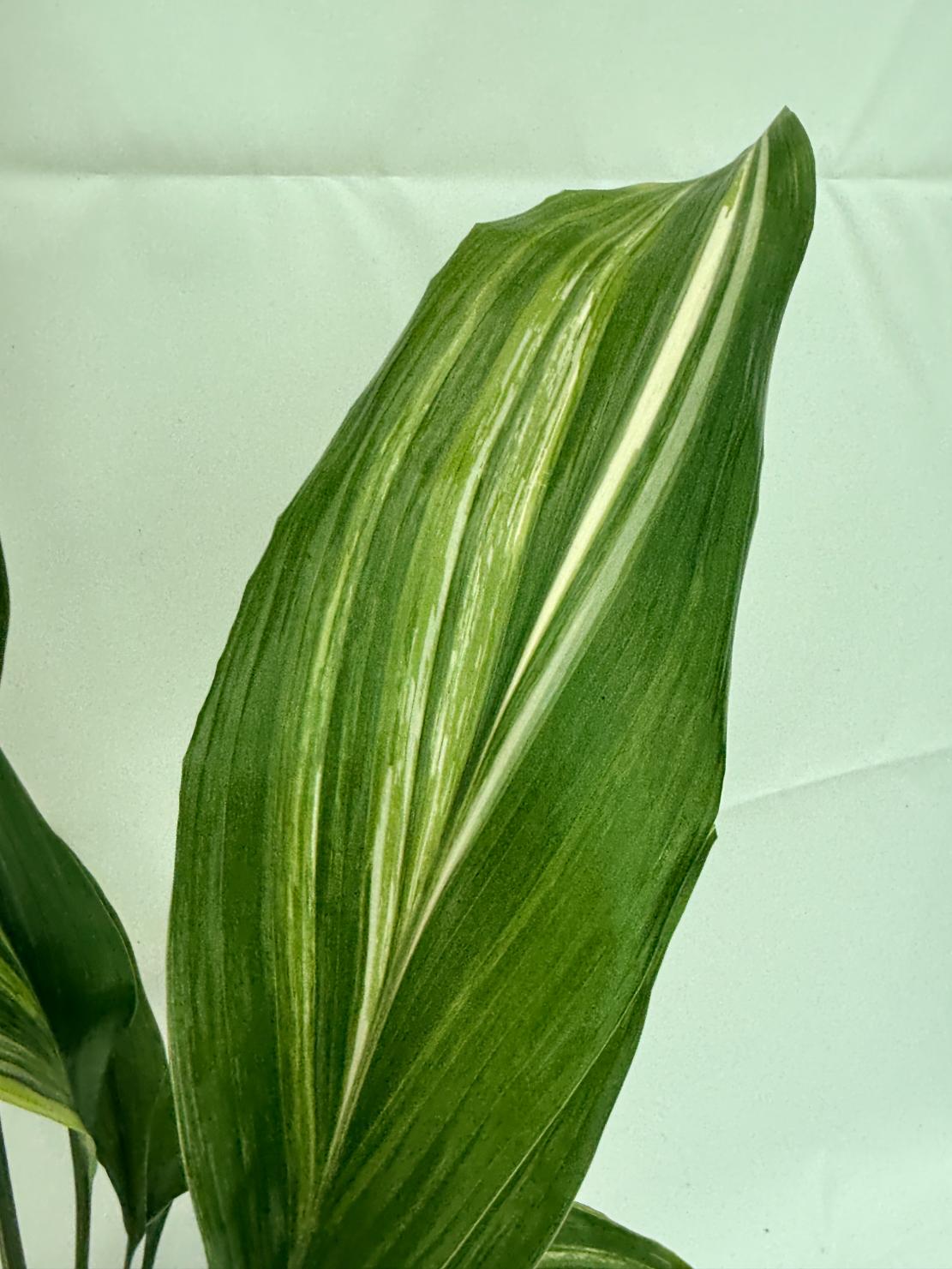 Aspidistra elatior variegata 4