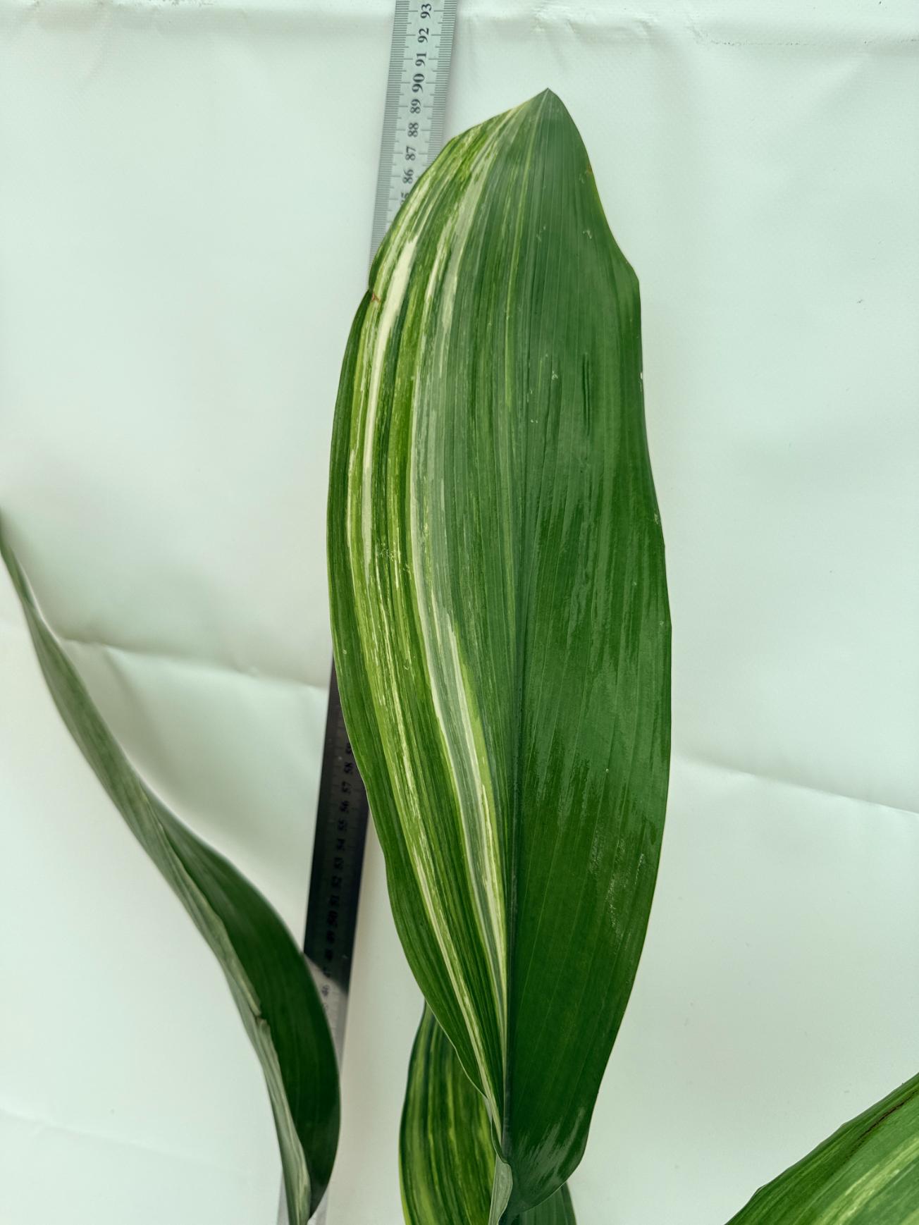 Aspidistra elatior variegata 10