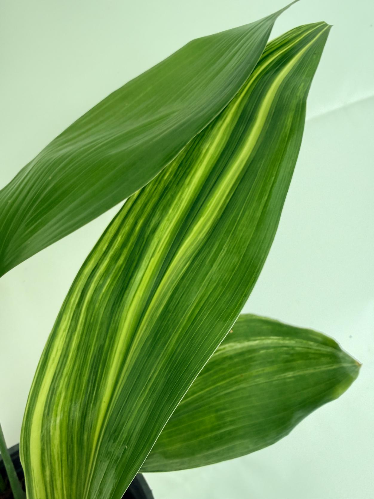 Aspidistra elatior variegata 7
