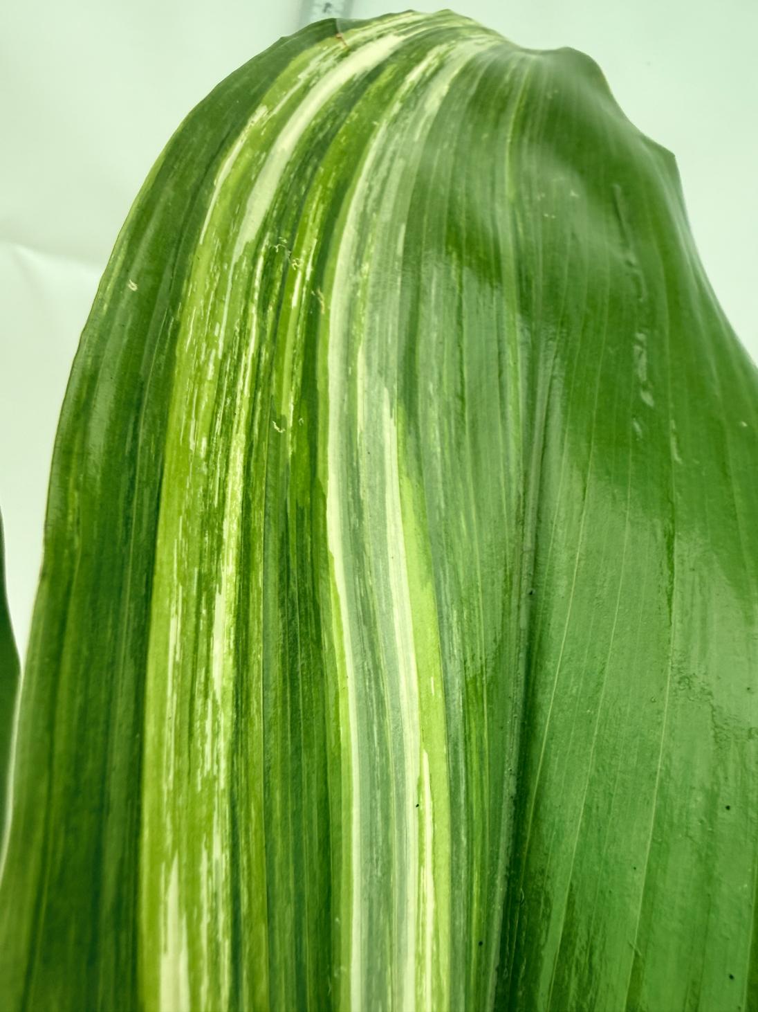 Aspidistra elatior variegata 11