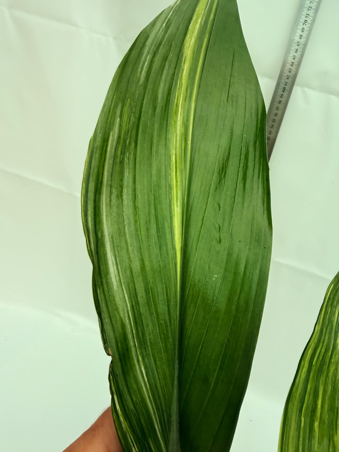 Aspidistra elatior variegata 12