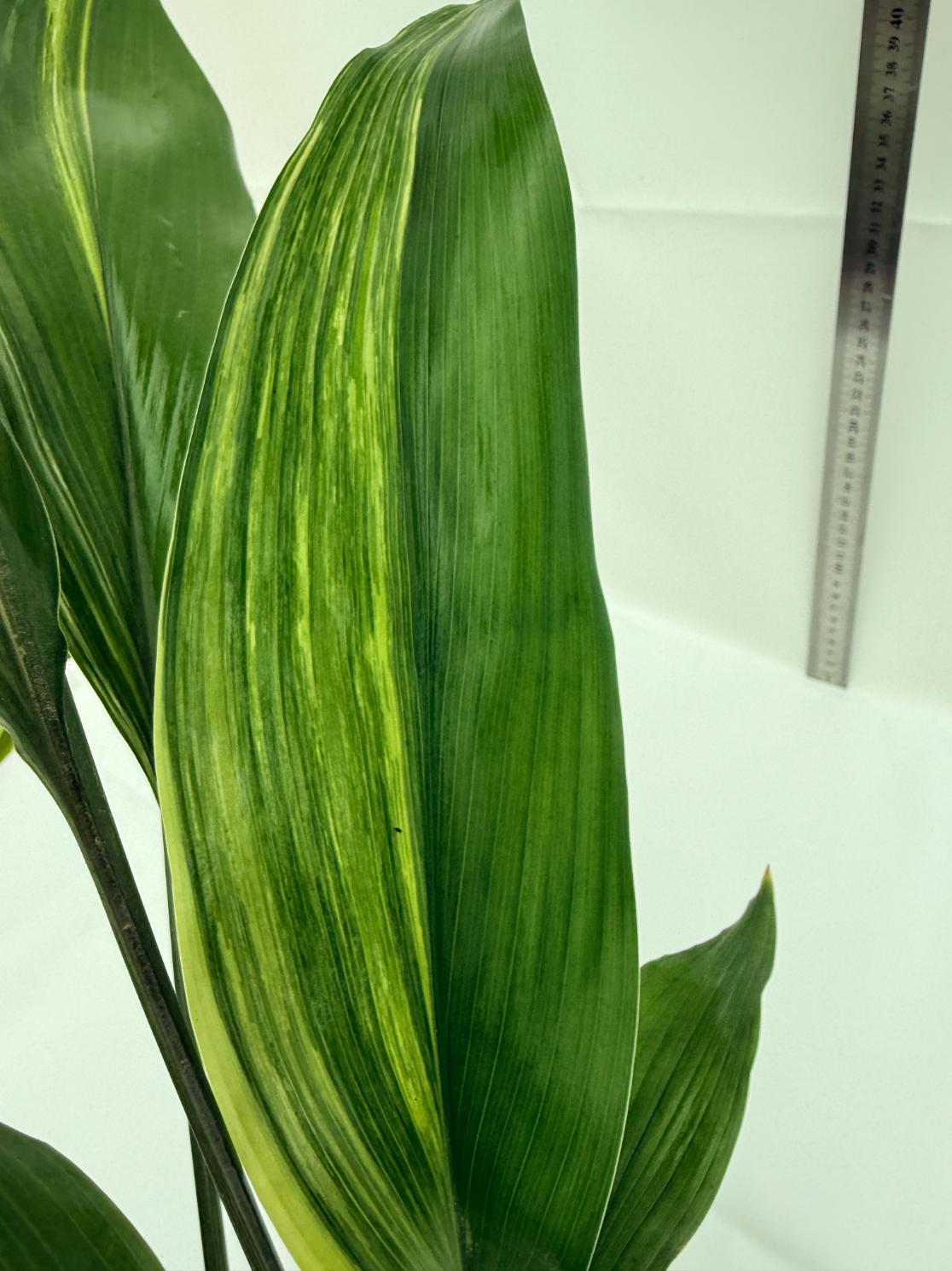 Aspidistra elatior variegata 13