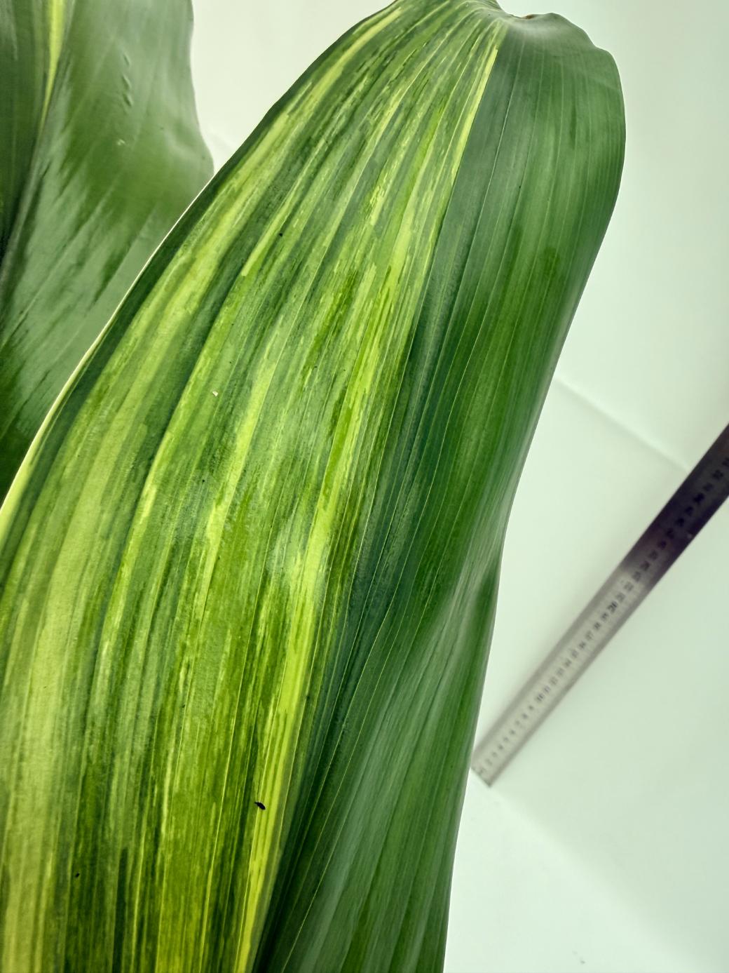 Aspidistra elatior variegata 14