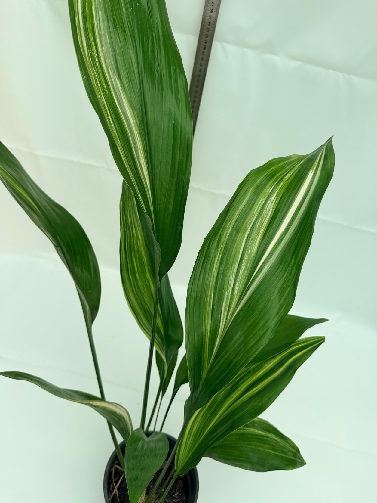 Aspidistra elatior variegata 5