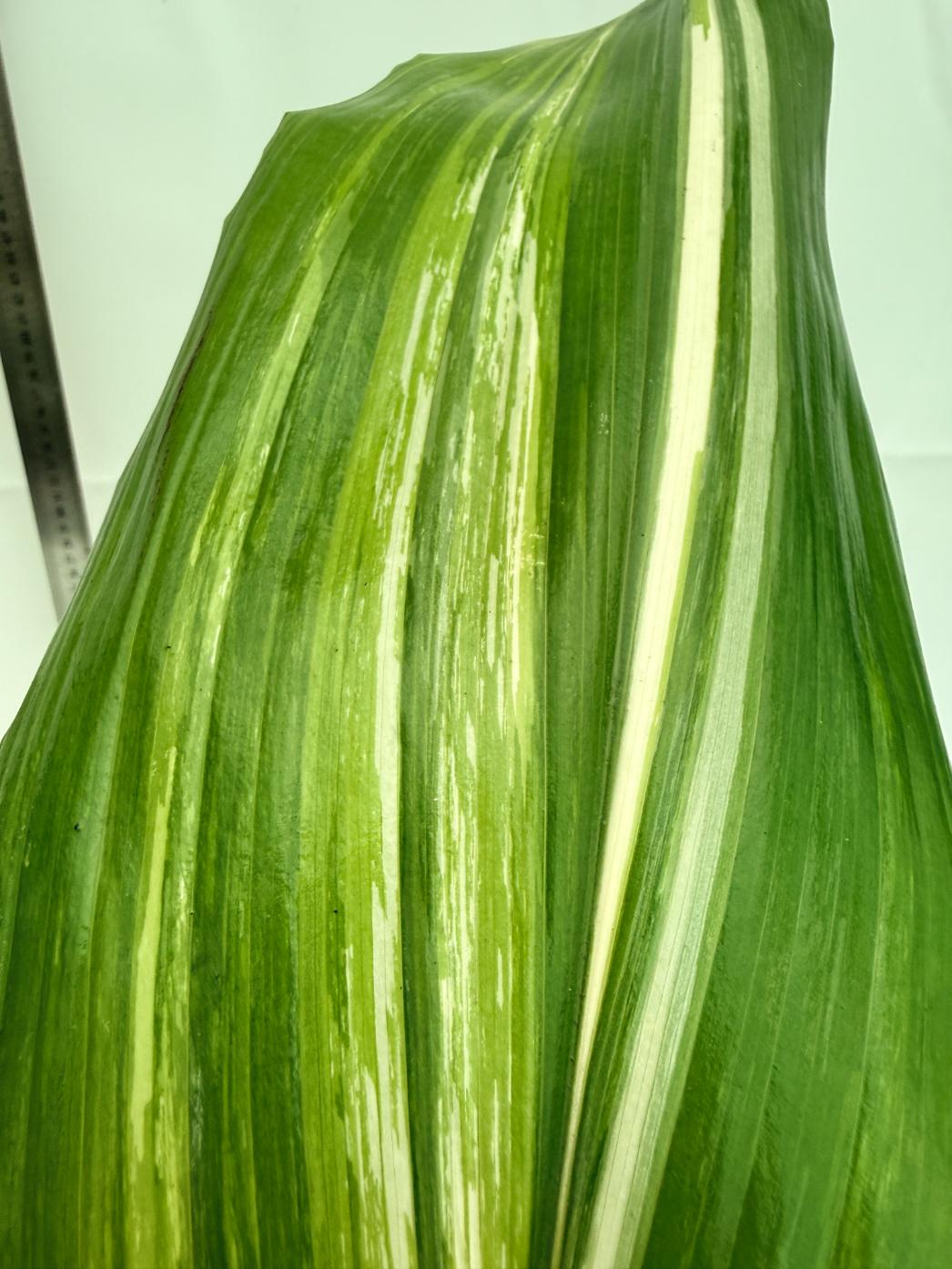 Aspidistra elatior variegata 2