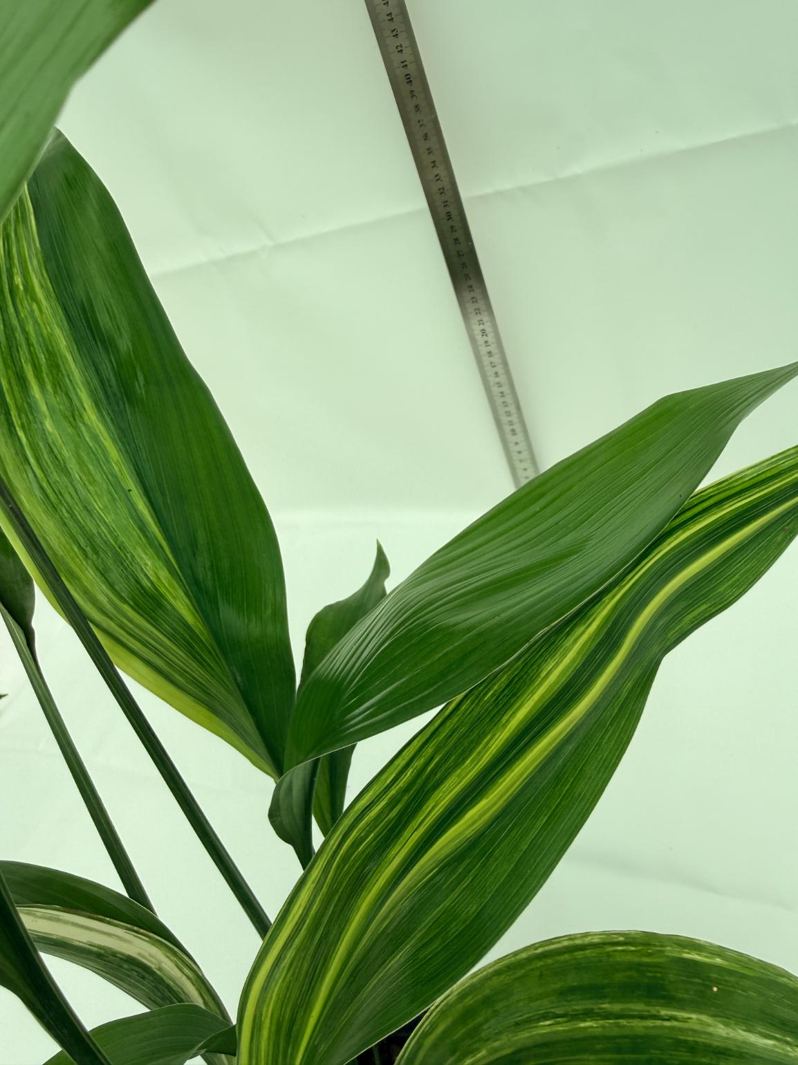 Aspidistra elatior variegata 6