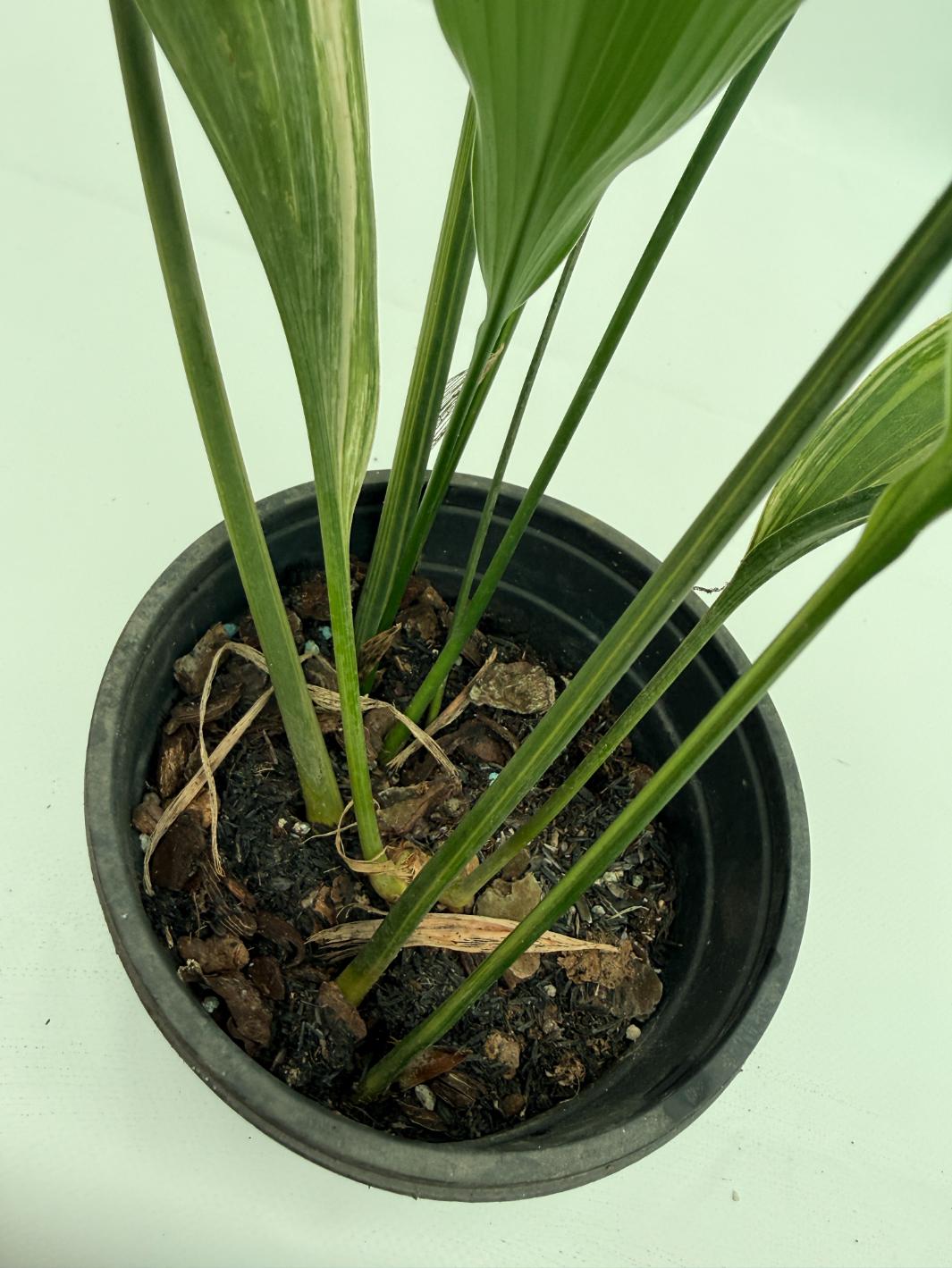 Aspidistra elatior variegata 8
