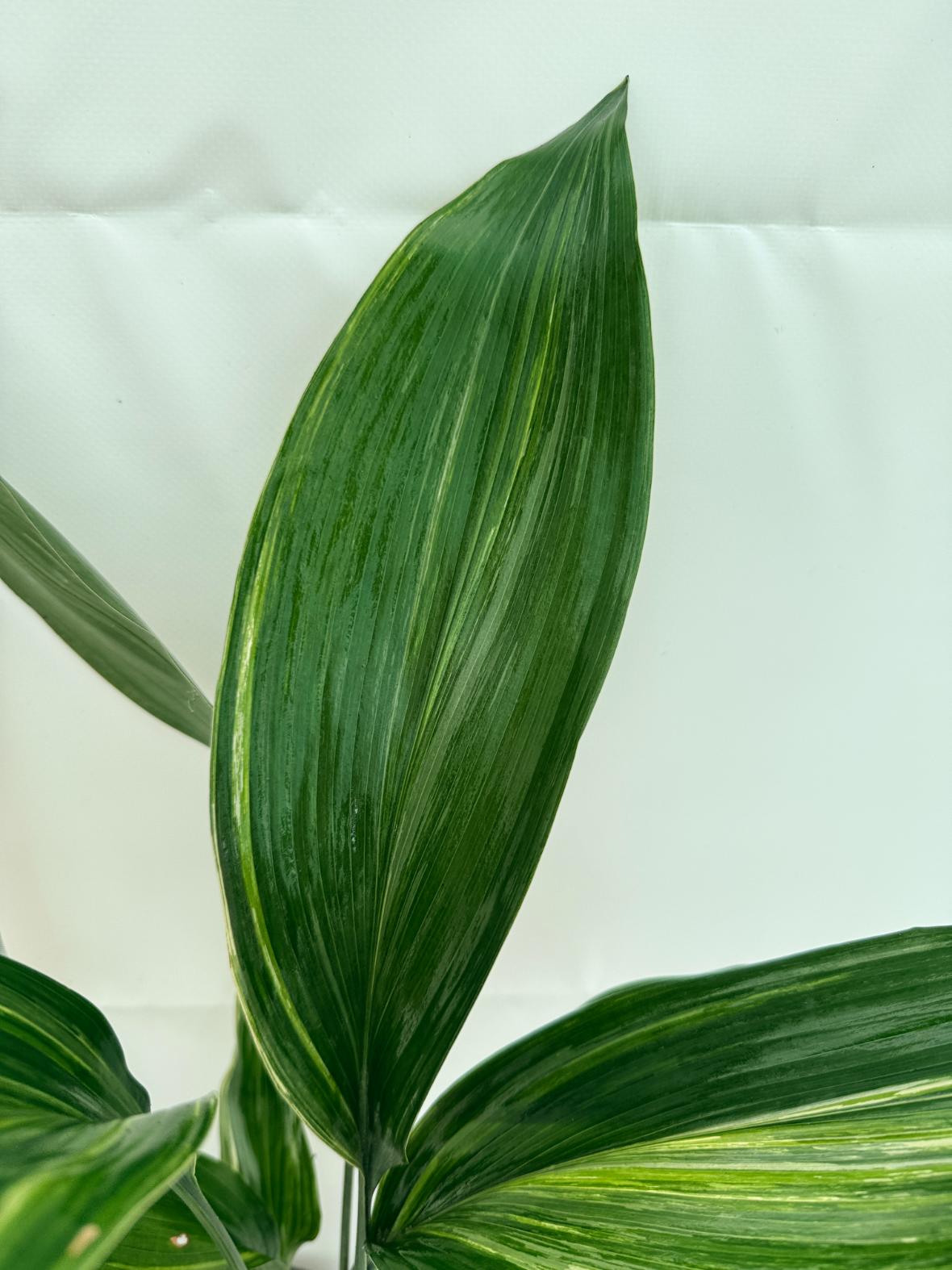 Aspidistra elatior variegata 5