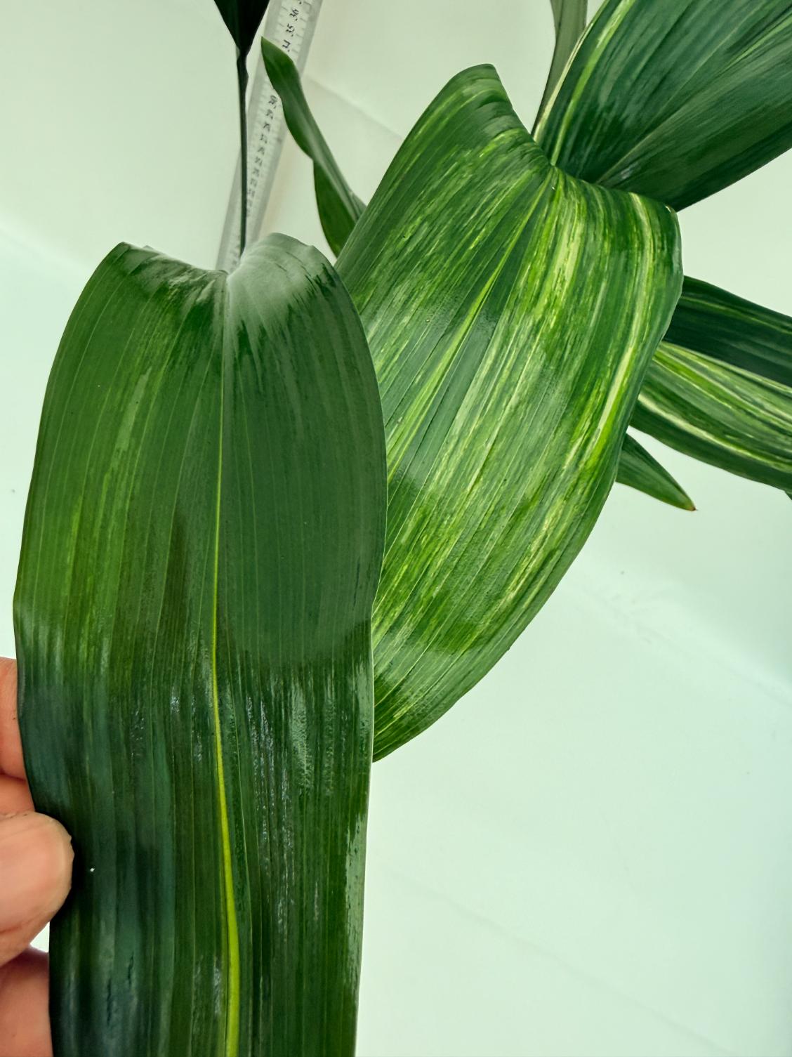 Aspidistra elatior variegata 6