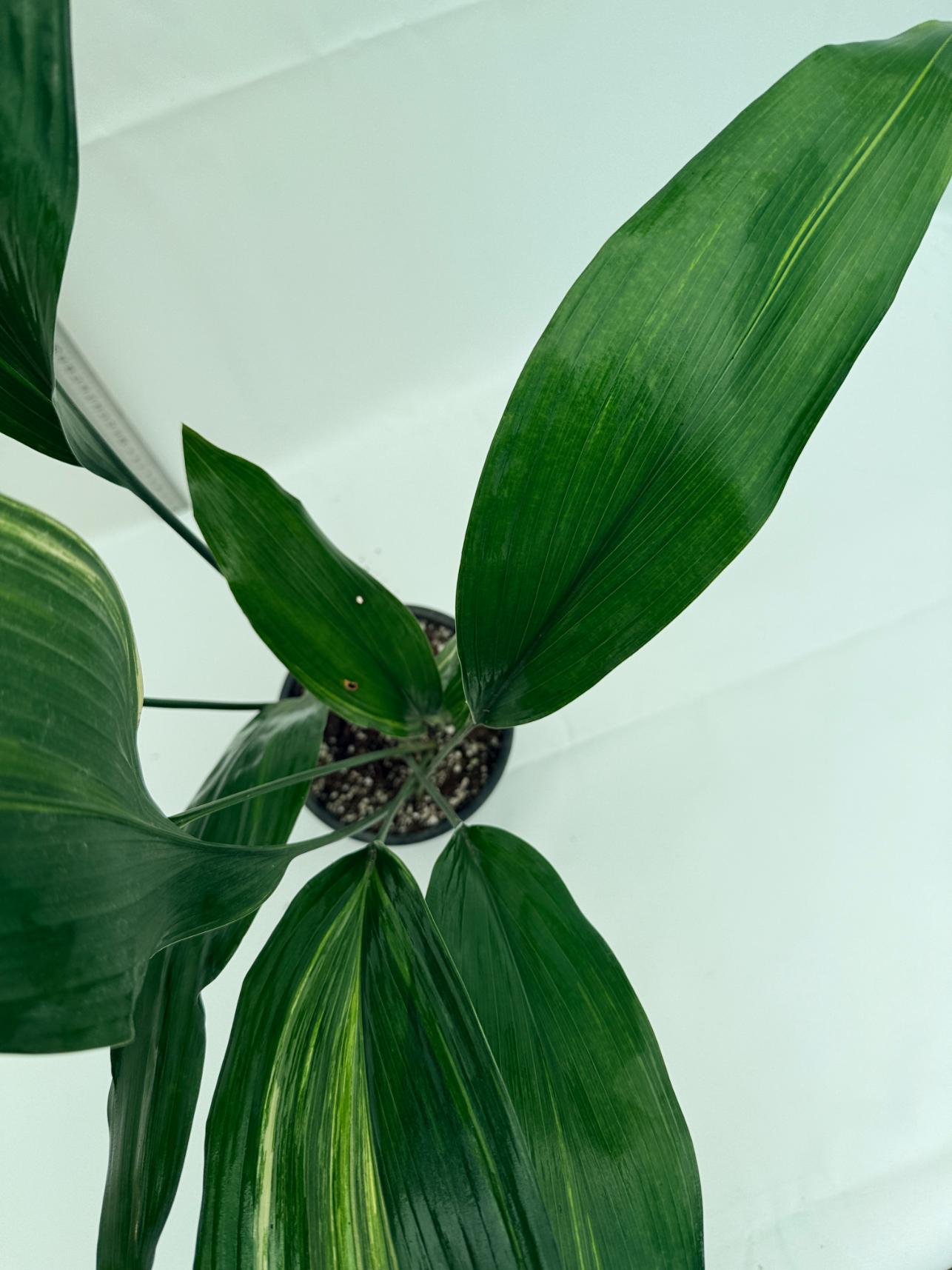 Aspidistra elatior variegata 7