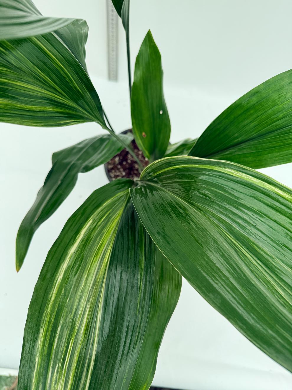 Aspidistra elatior variegata 8
