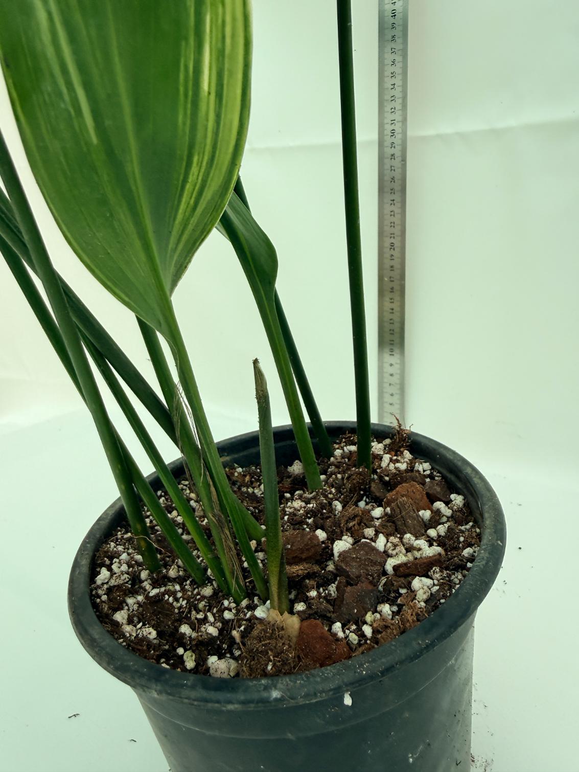 Aspidistra elatior variegata 9