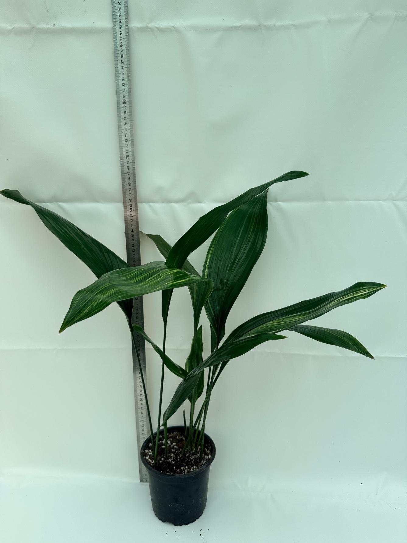 Aspidistra elatior variegata 10