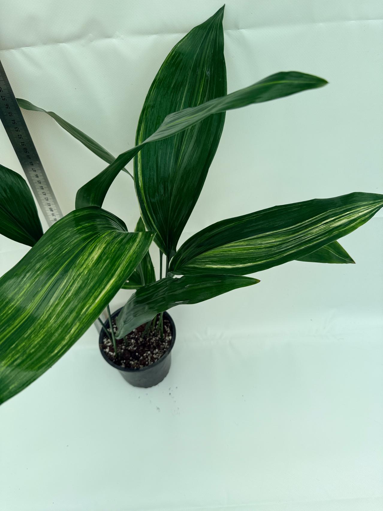 Aspidistra elatior variegata 1