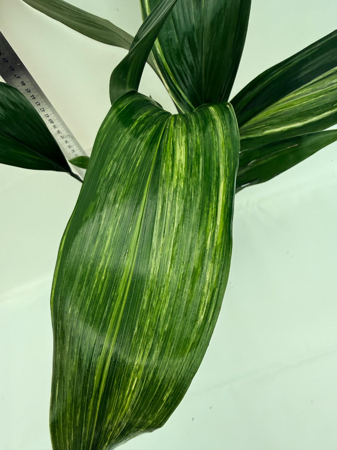 Aspidistra elatior variegata 11