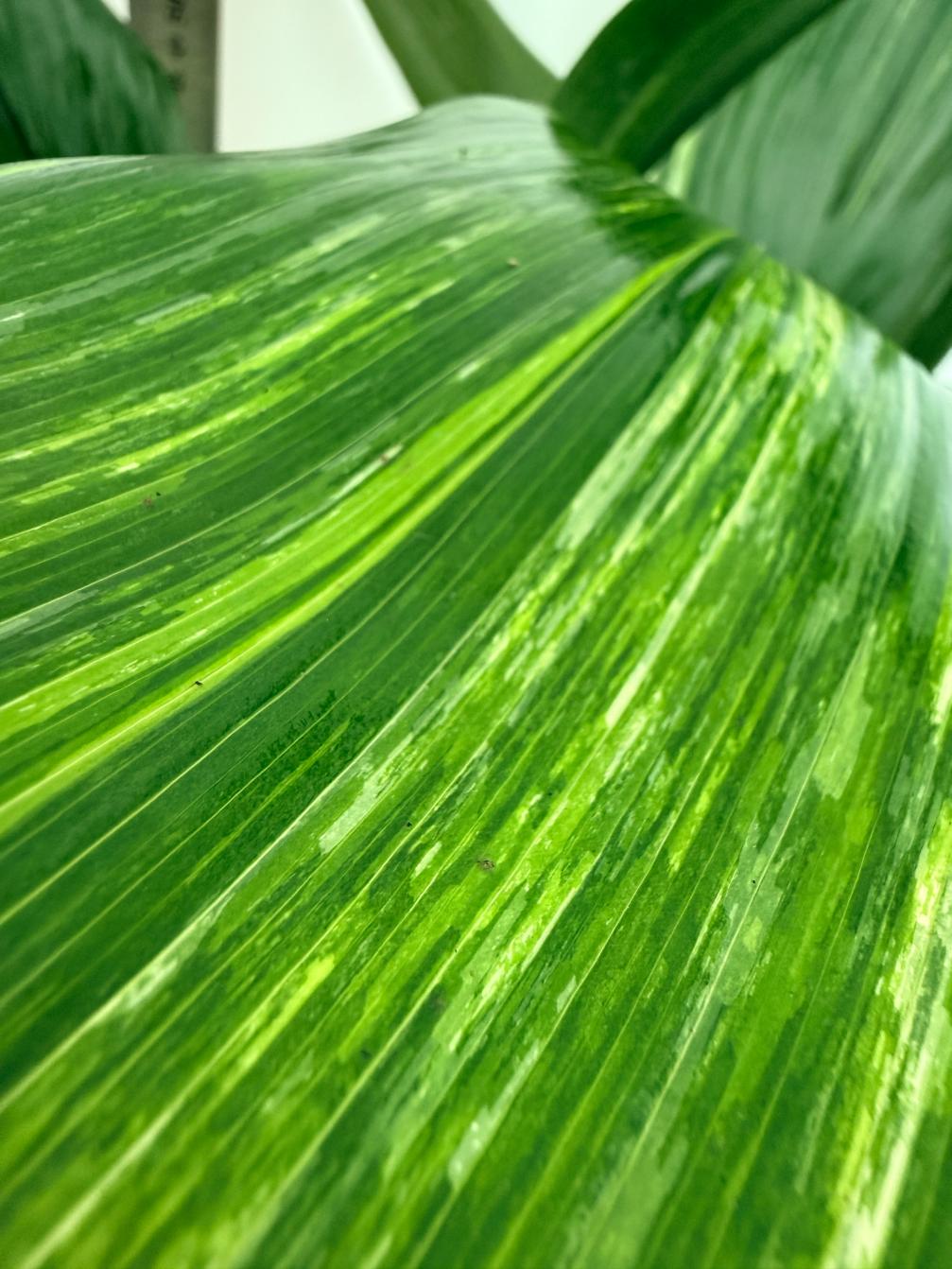 Aspidistra elatior variegata 3