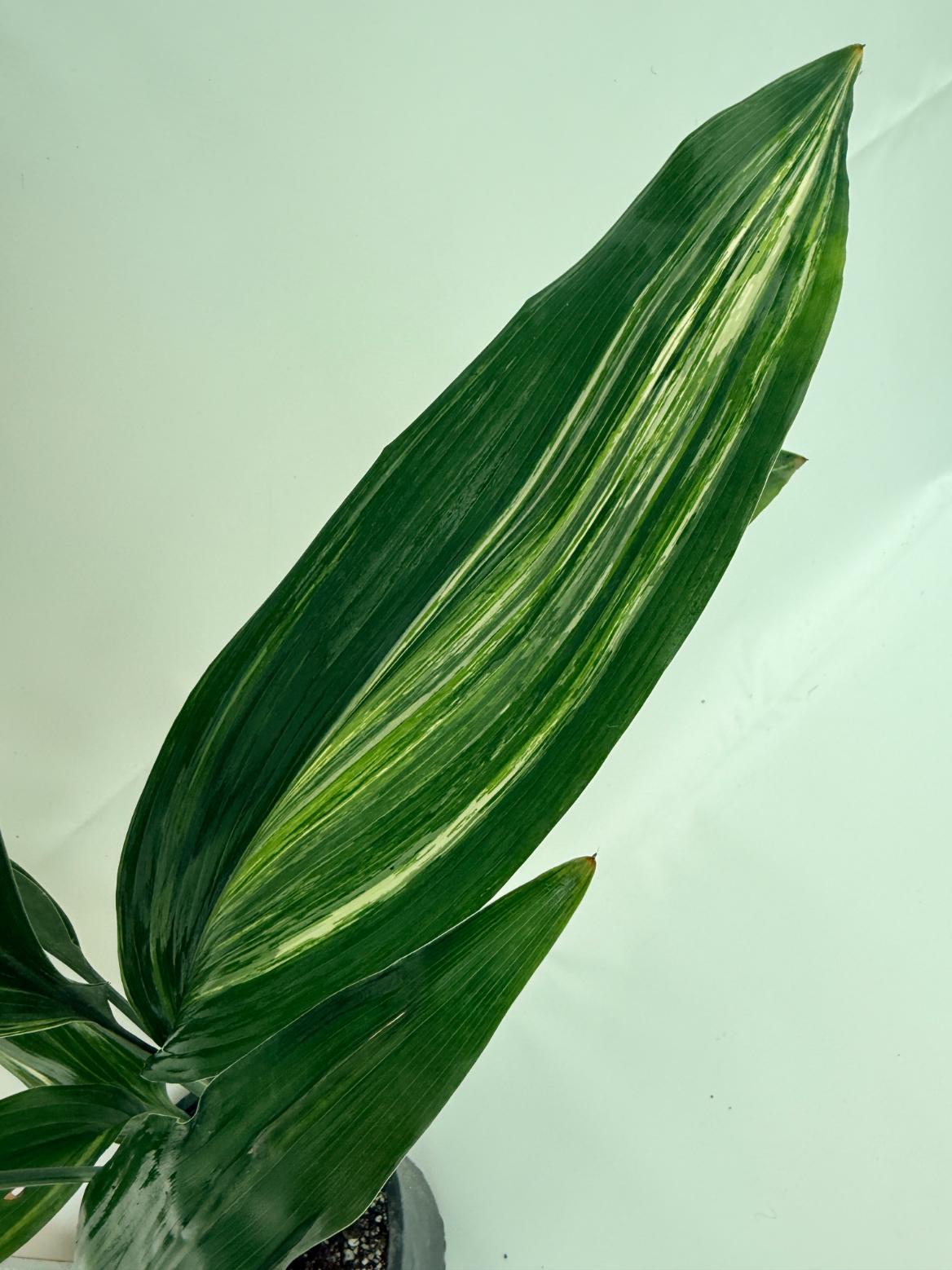 Aspidistra elatior variegata 2