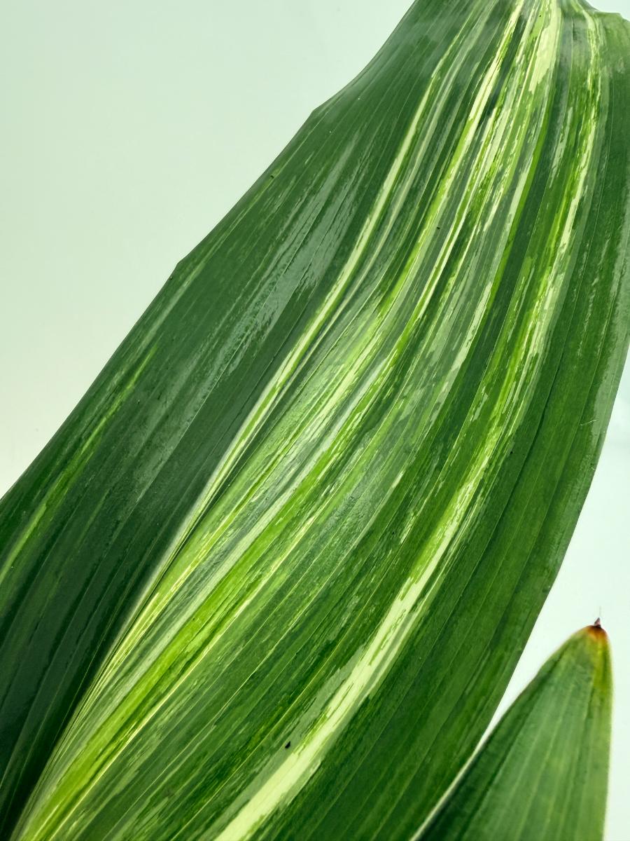 Aspidistra elatior variegata 4