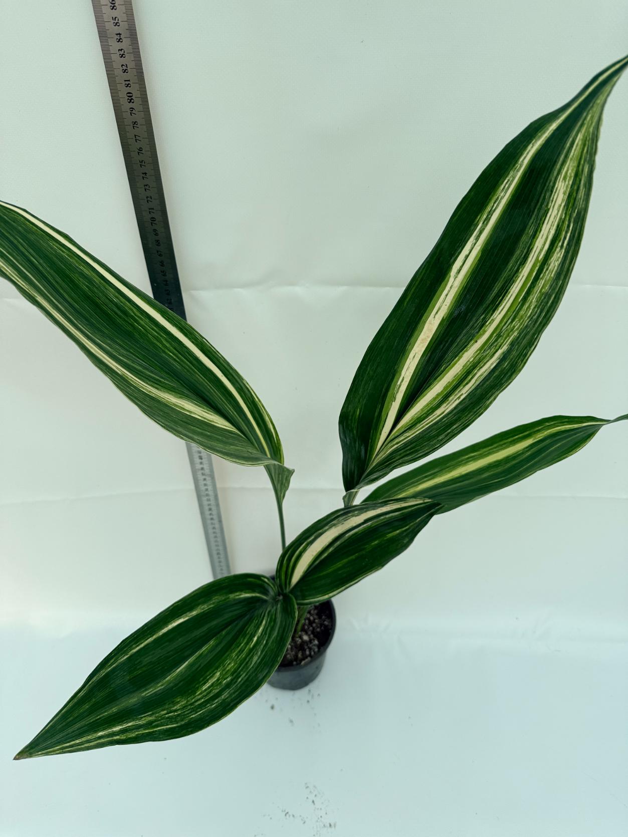 Aspidistra elatior variegata 3