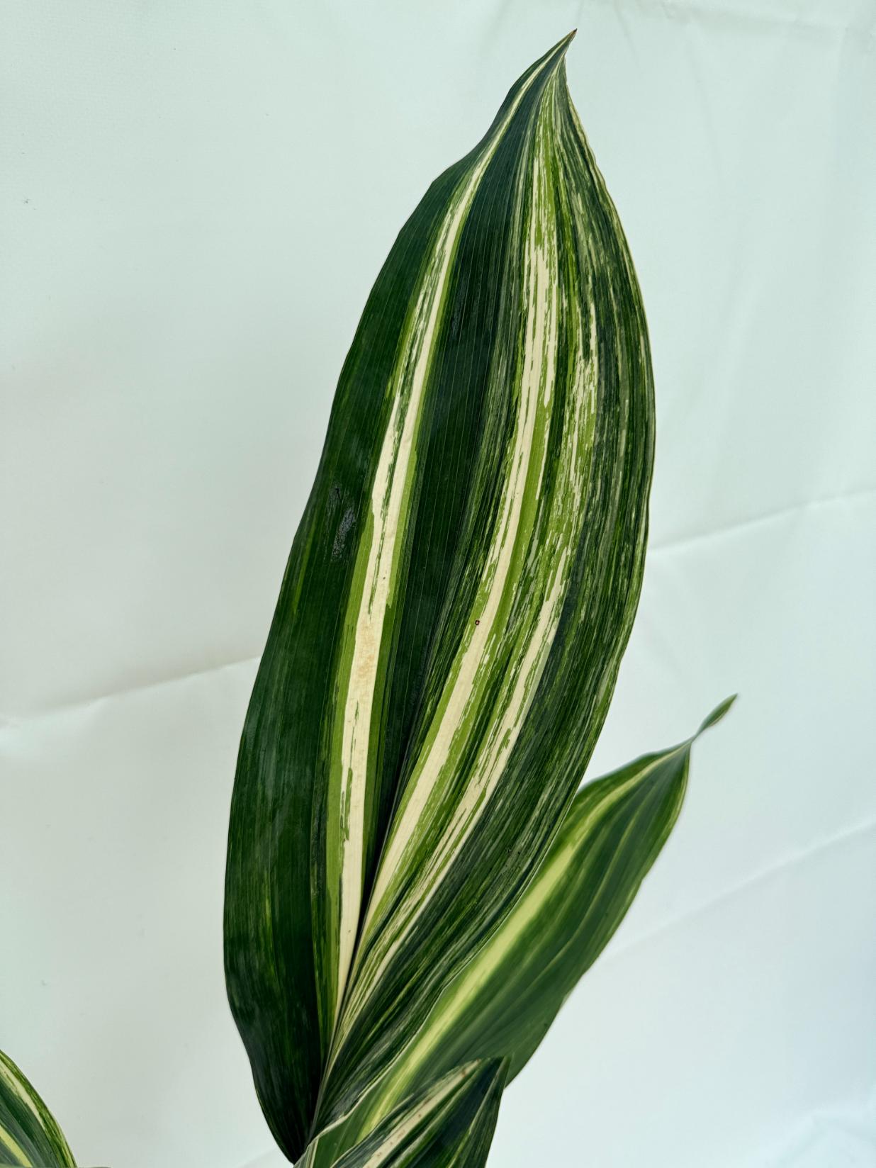Aspidistra elatior variegata 4