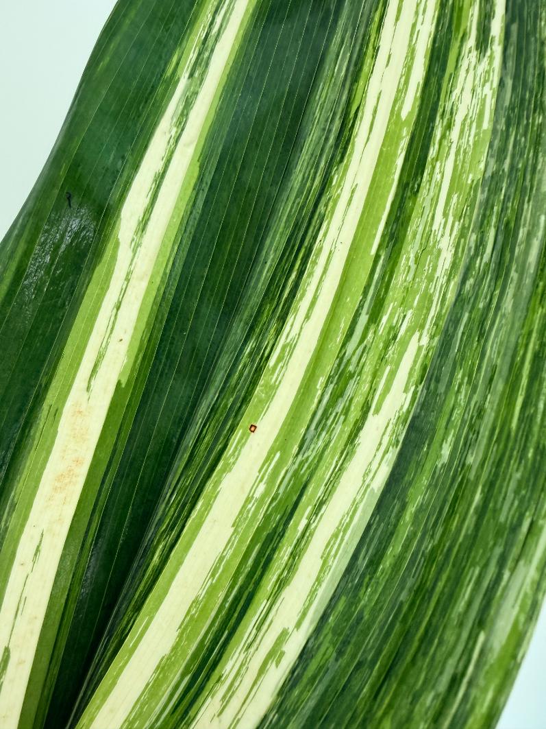 Aspidistra elatior variegata 2