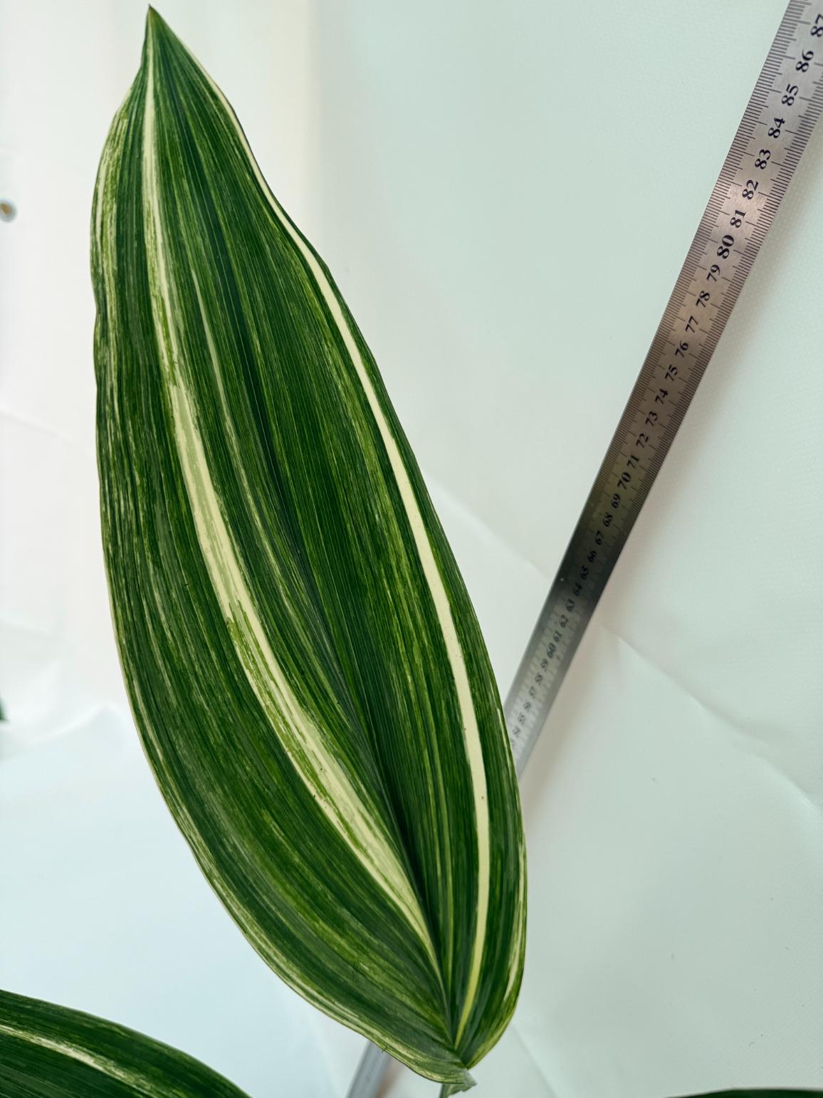 Aspidistra elatior variegata 5